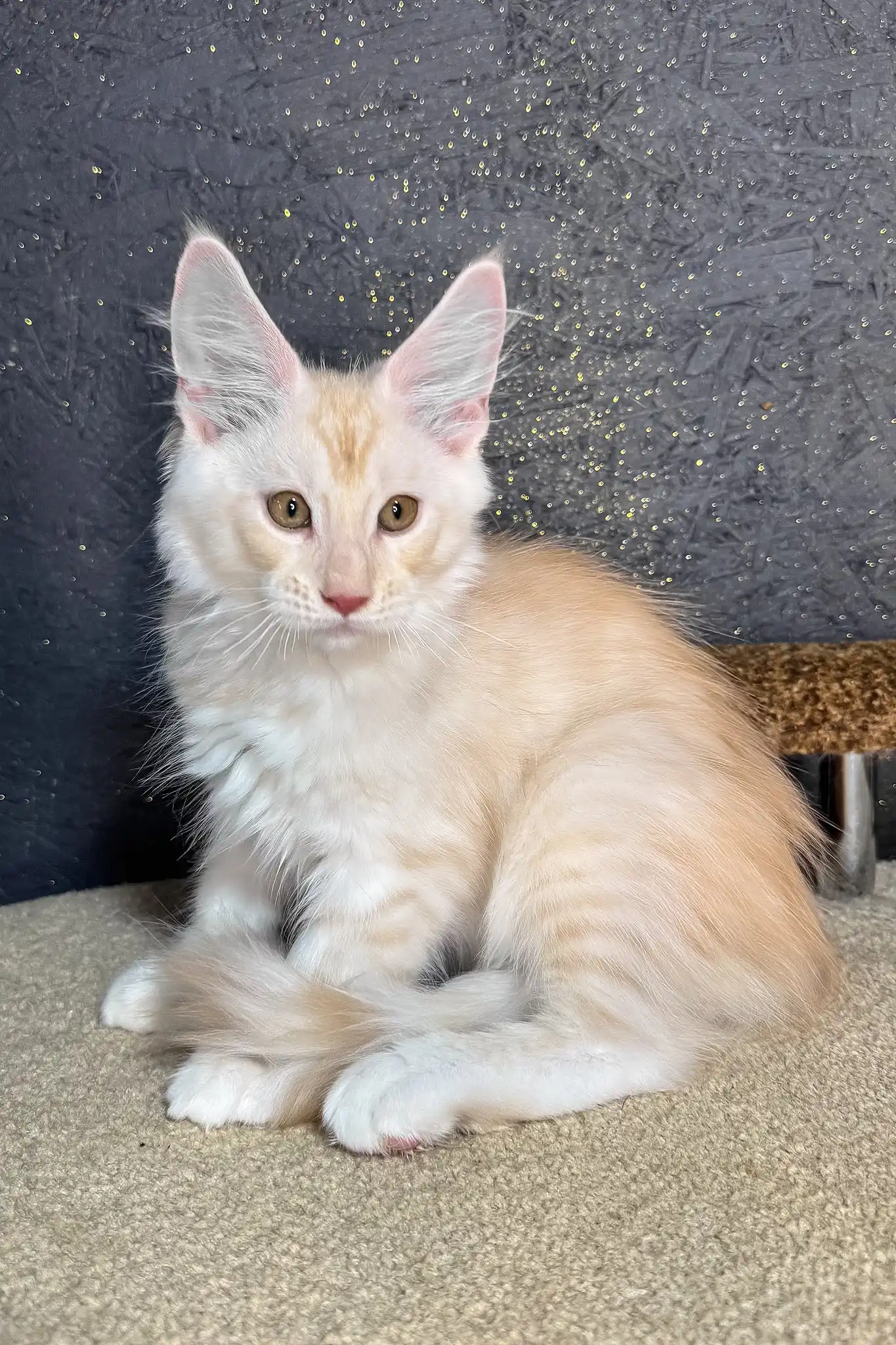 Rudy | Maine Coon Kitten - Image 8