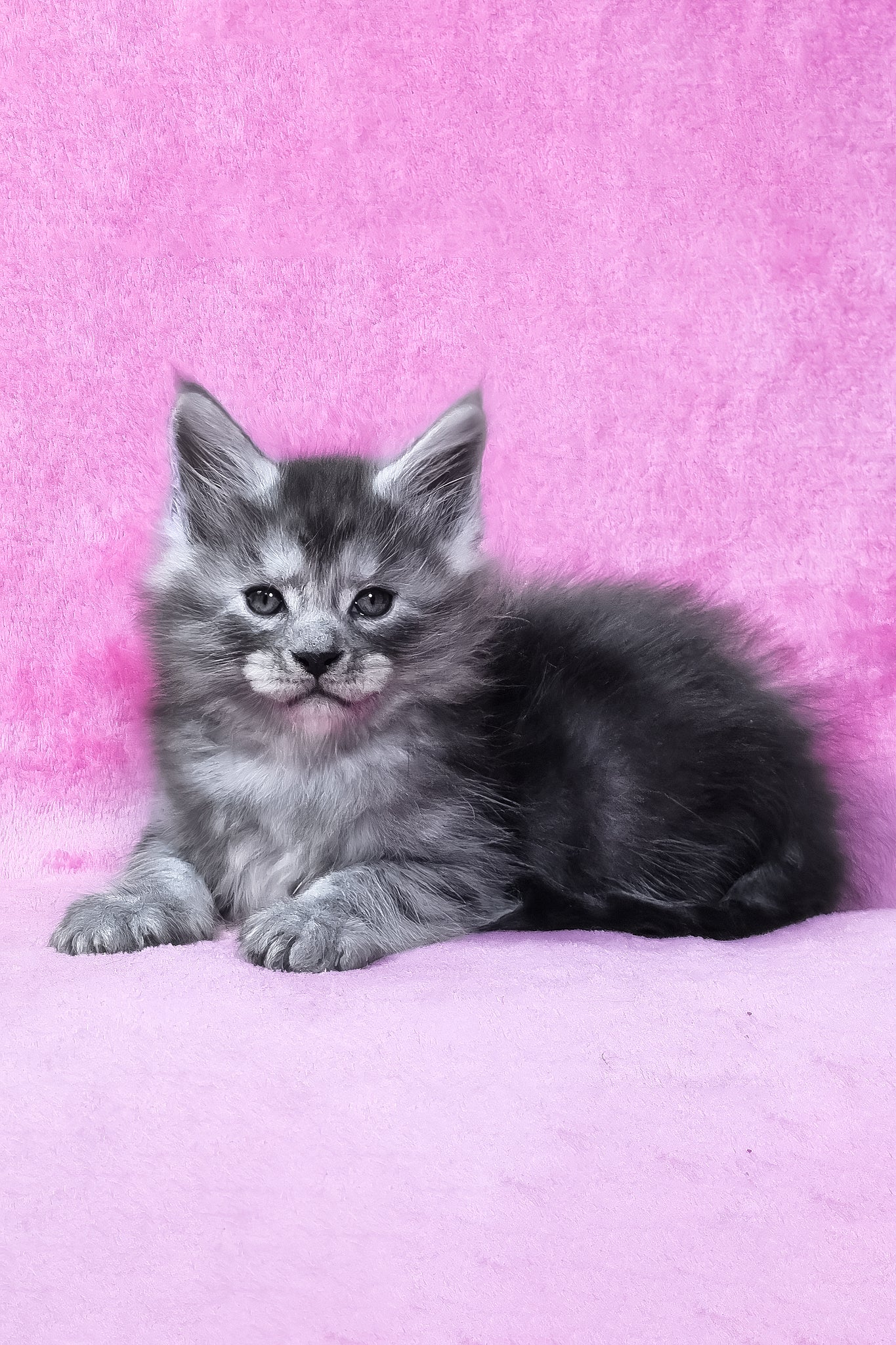 Ryan | Maine Coon Kitten - Image 2