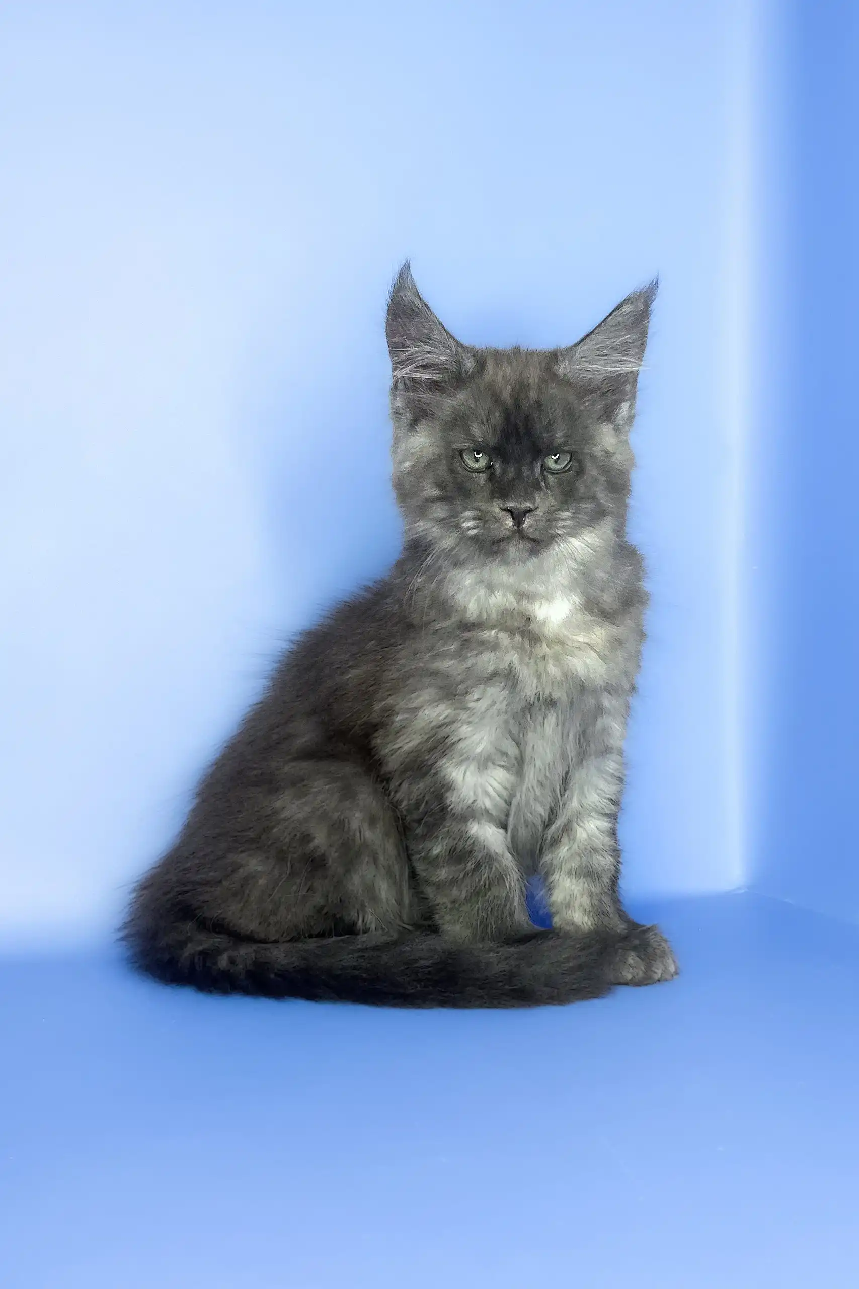 Saltan | Maine Coon Kitten - Image 4