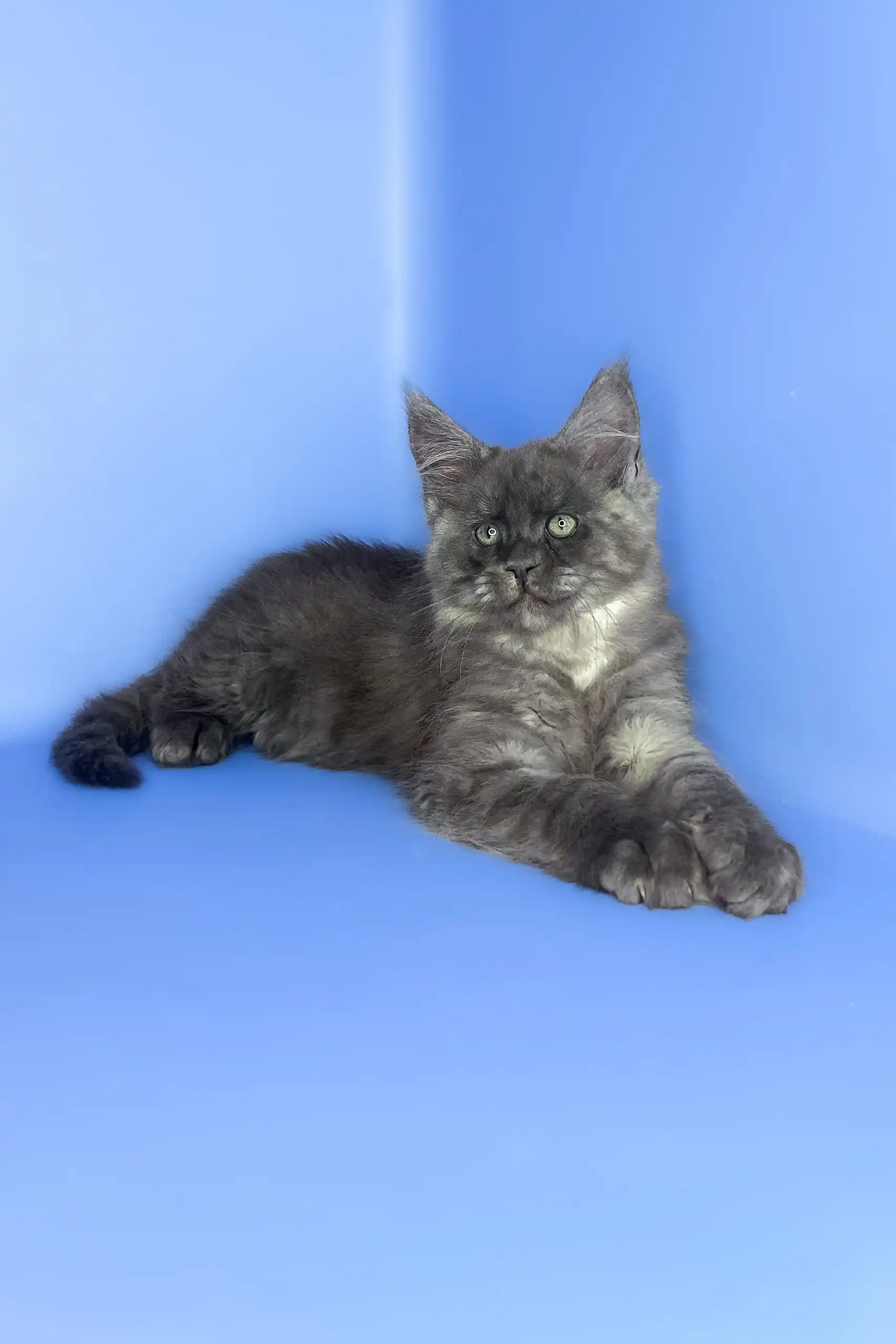Saltan | Maine Coon Kitten - Image 7