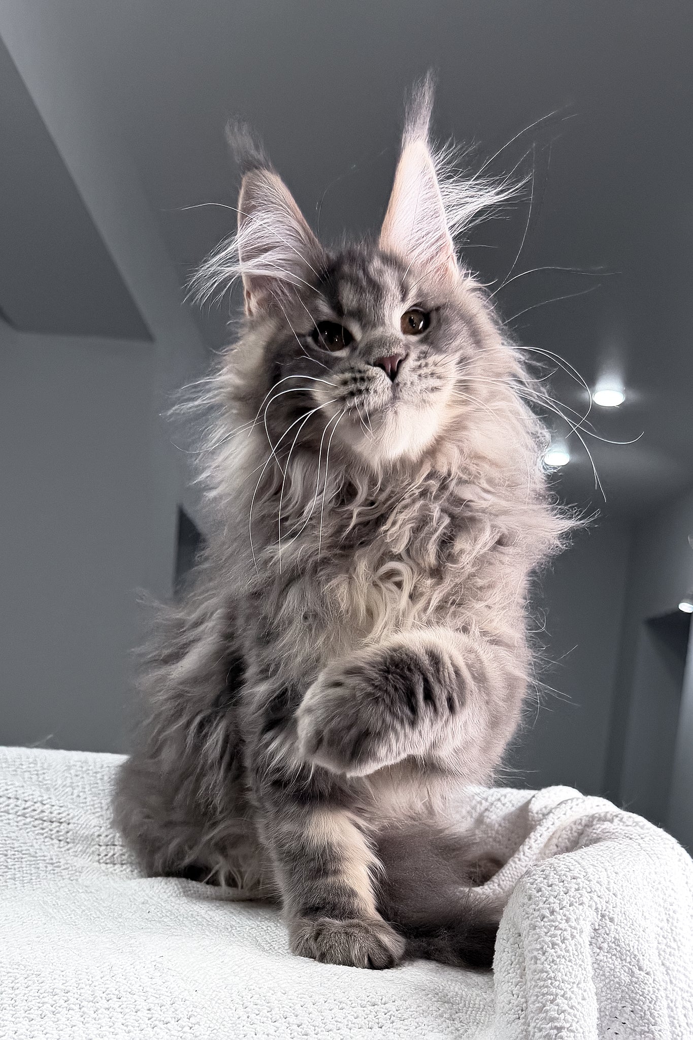 Salute | Maine Coon Kitten - Image 11