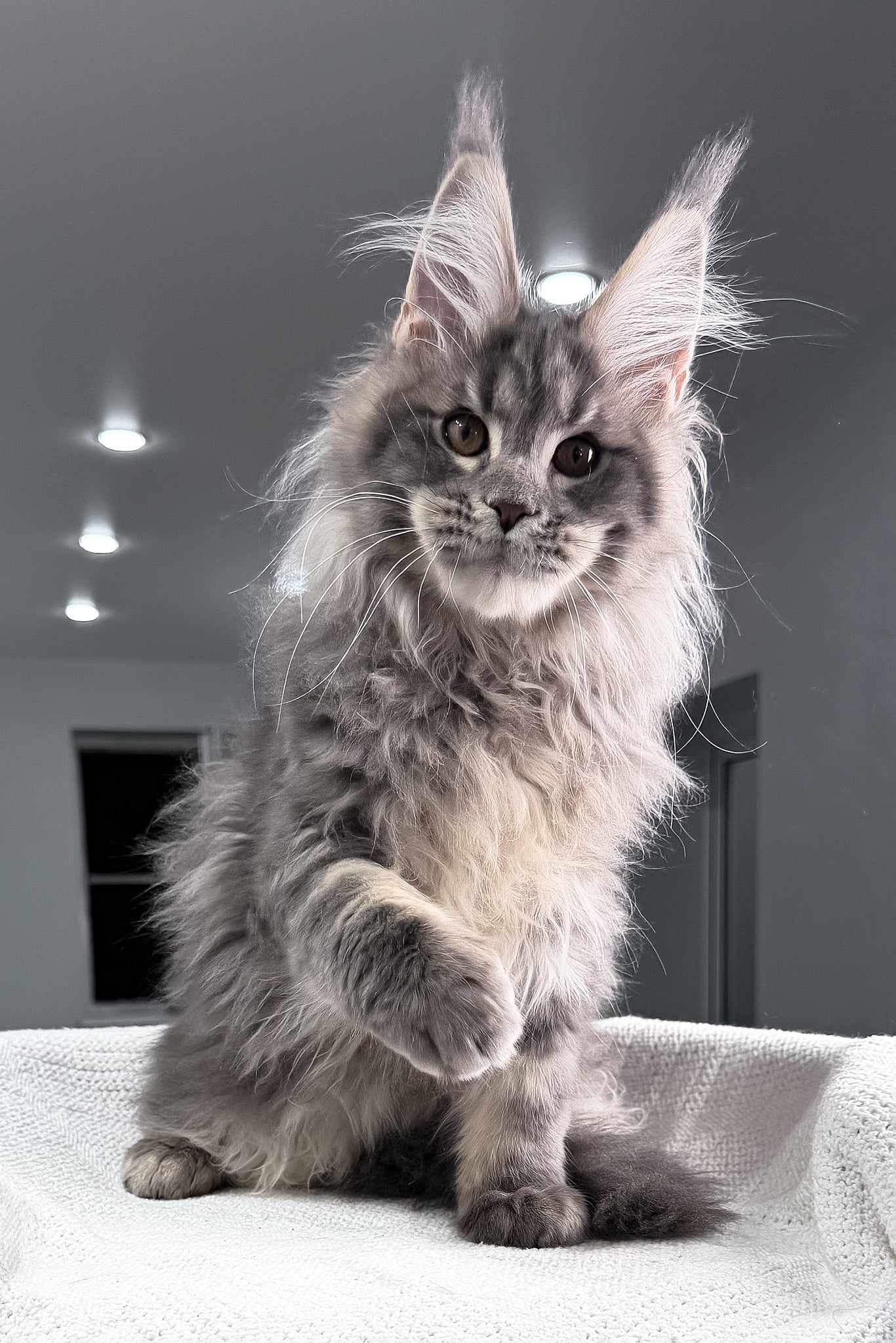 Salute | Maine Coon Kitten - Image 12