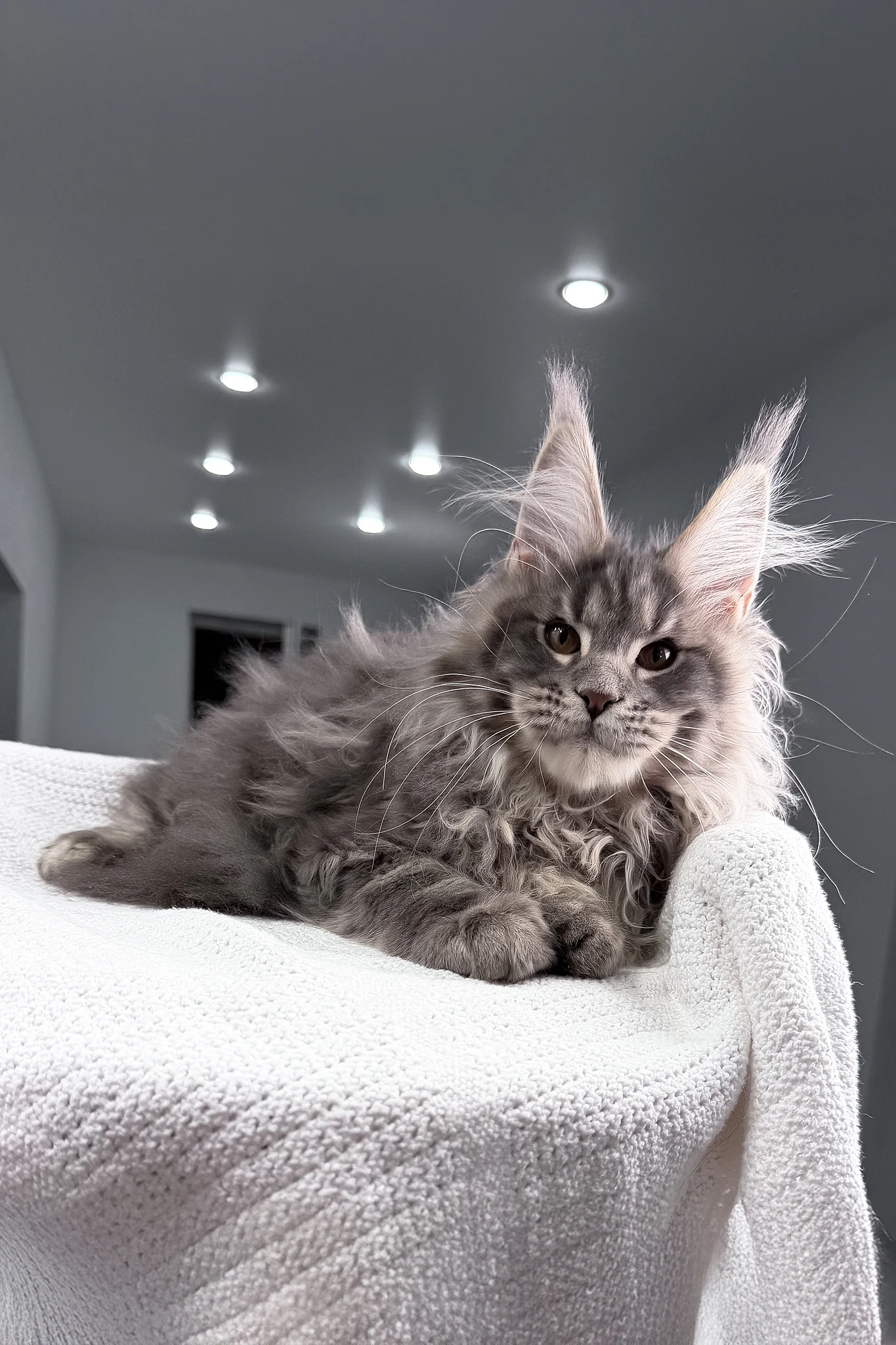 Salute | Maine Coon Kitten - Image 13