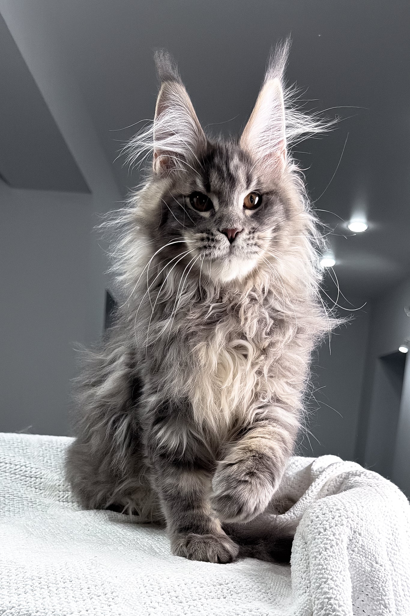 Salute | Maine Coon Kitten - Image 15