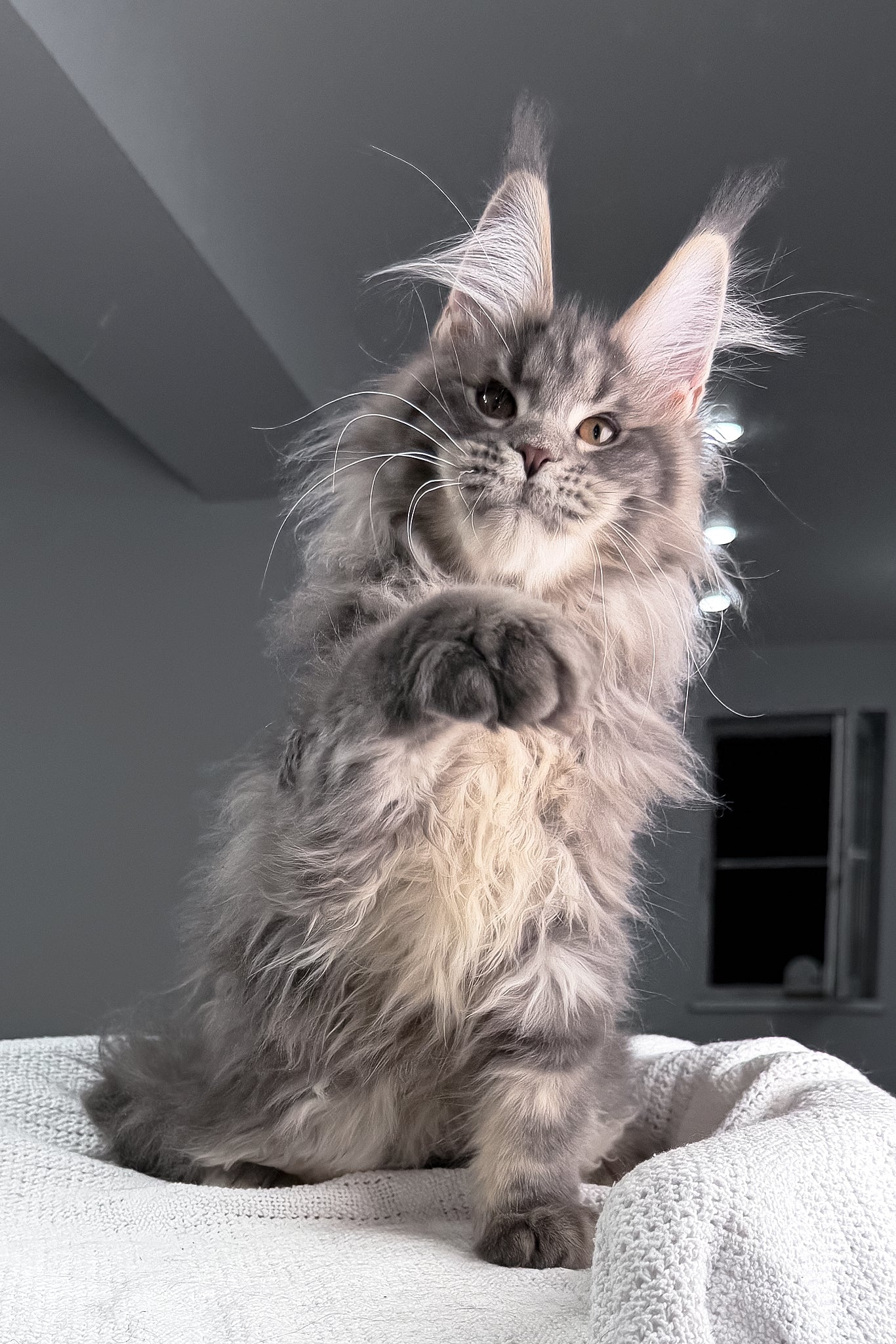 Salute | Maine Coon Kitten - Image 8