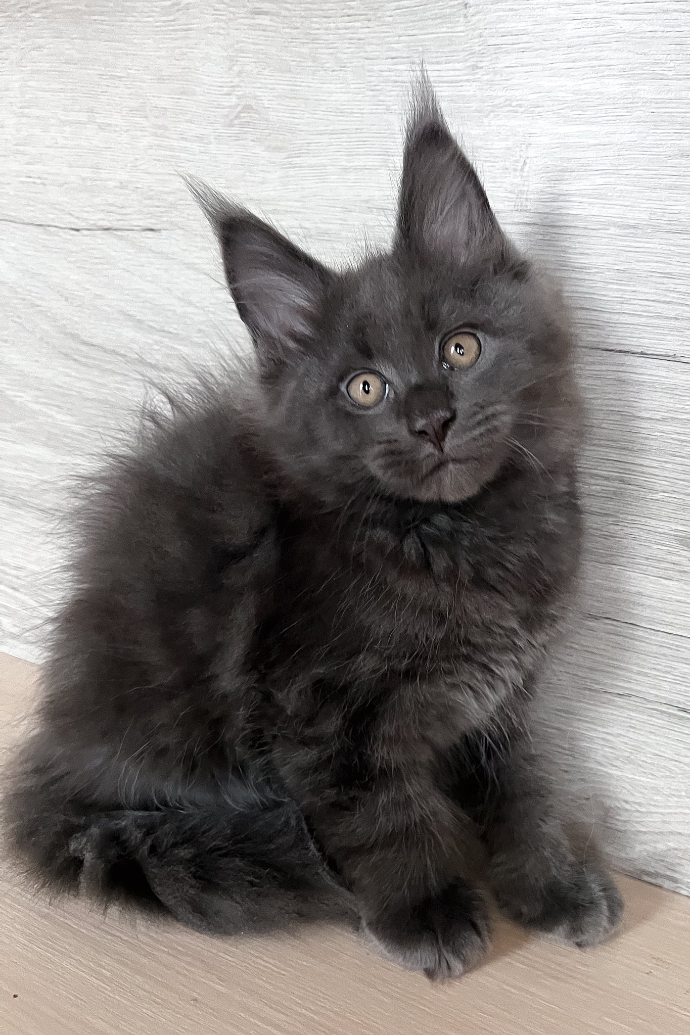 Samurai | Maine Coon Kitten - Image 3