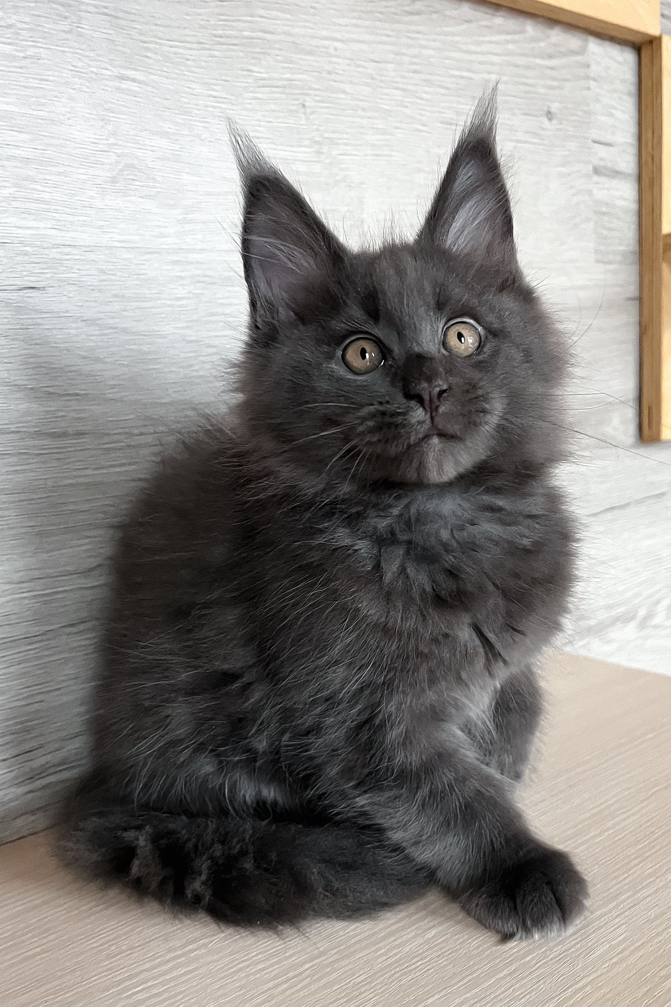 Samurai | Maine Coon Kitten - Image 4
