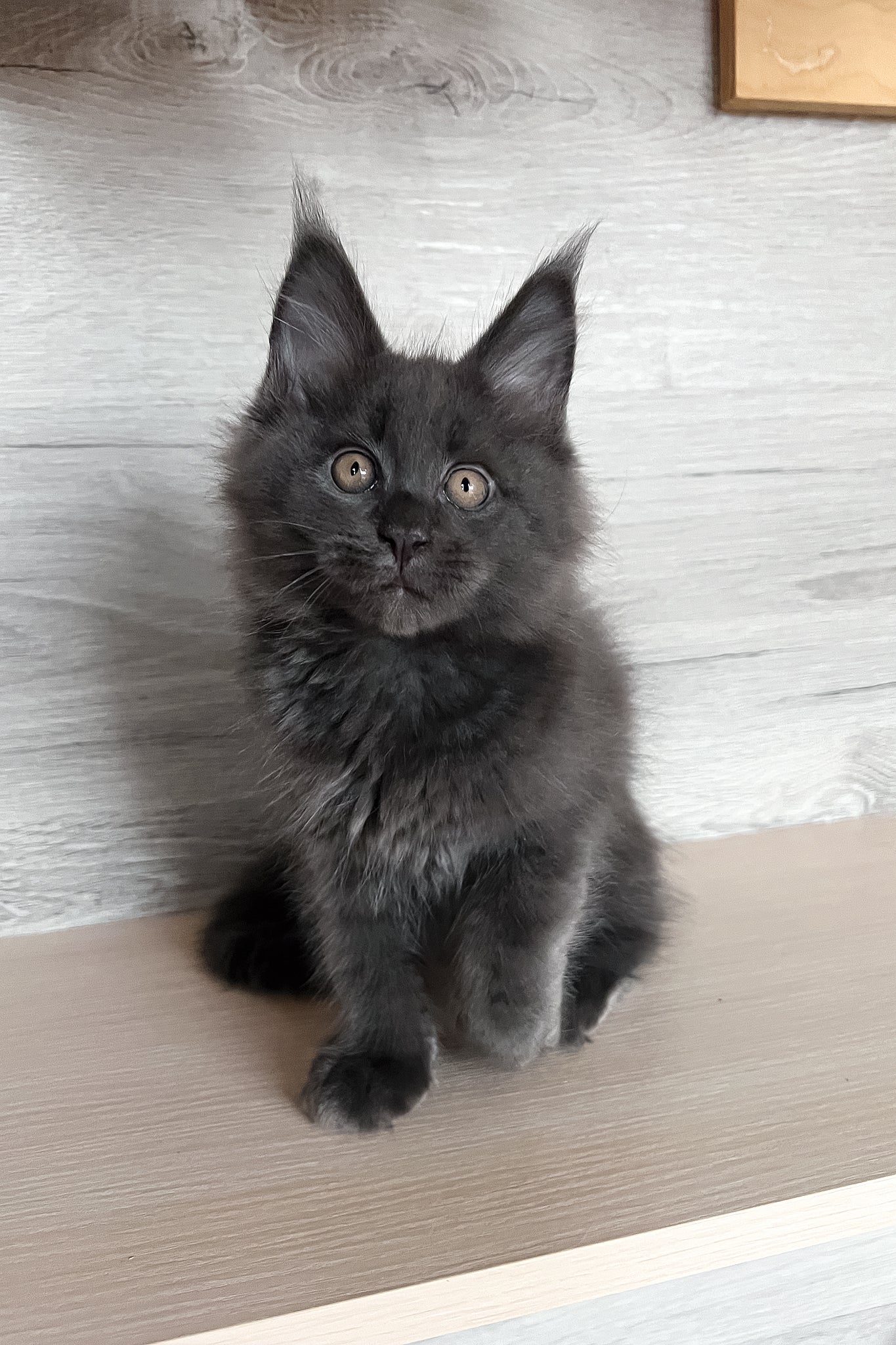 Samurai | Maine Coon Kitten - Image 7