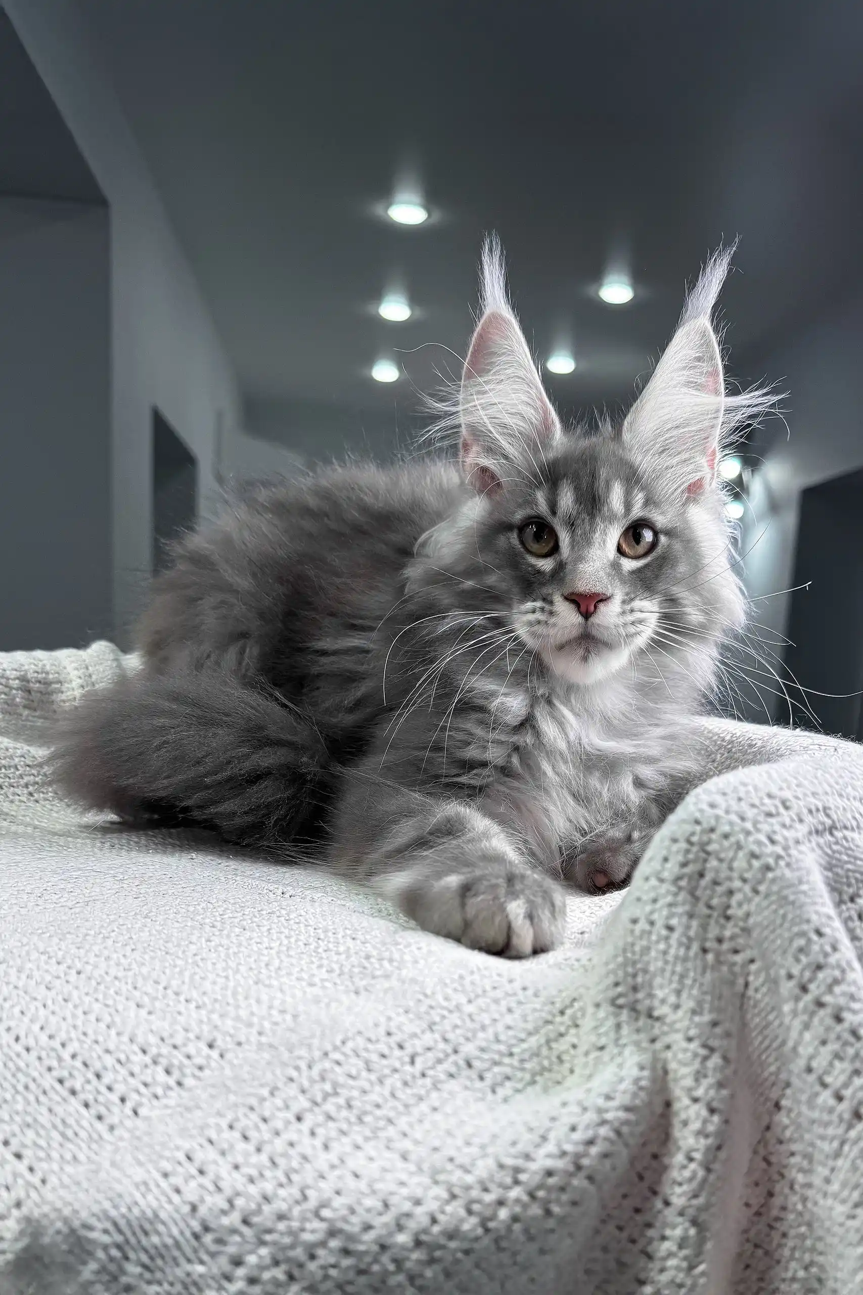 Sanrevelle | Maine Coon Kitten - Image 6