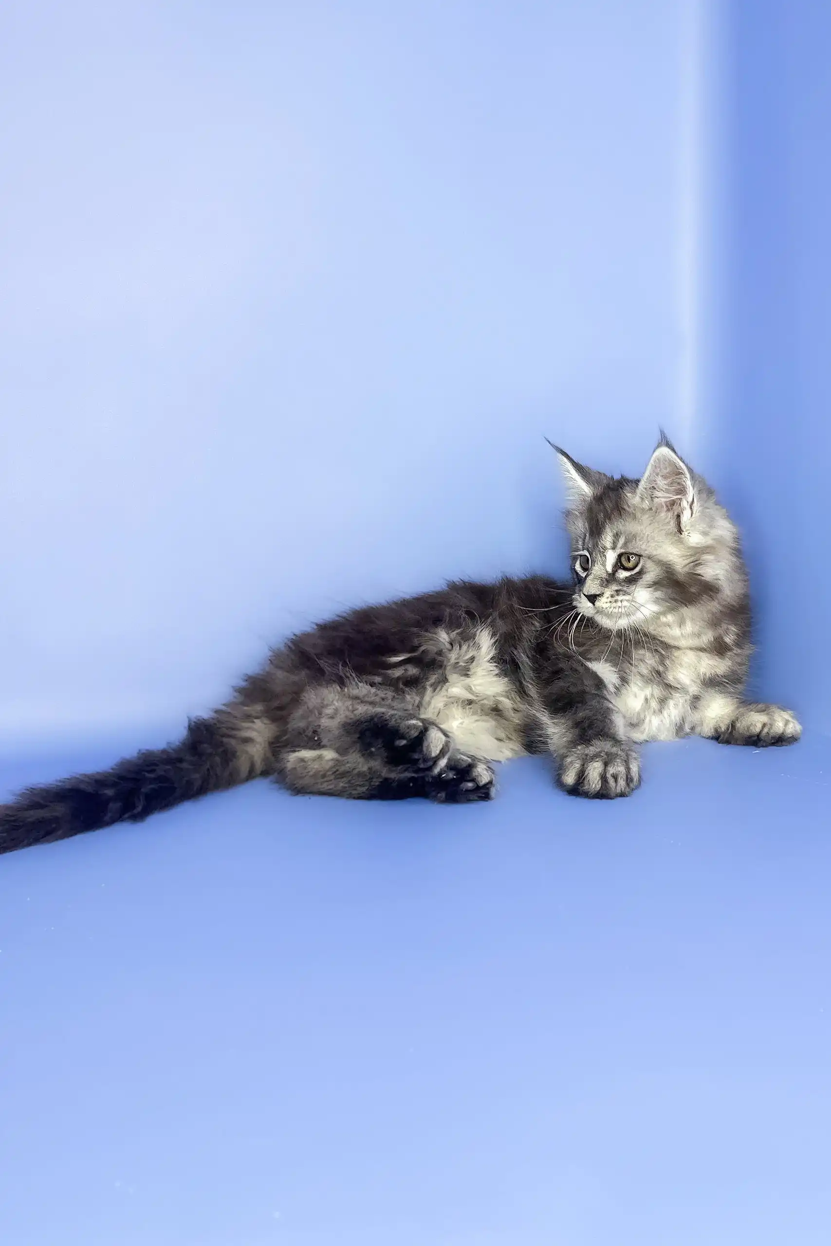 Sapfir | Maine Coon Kitten - Image 8