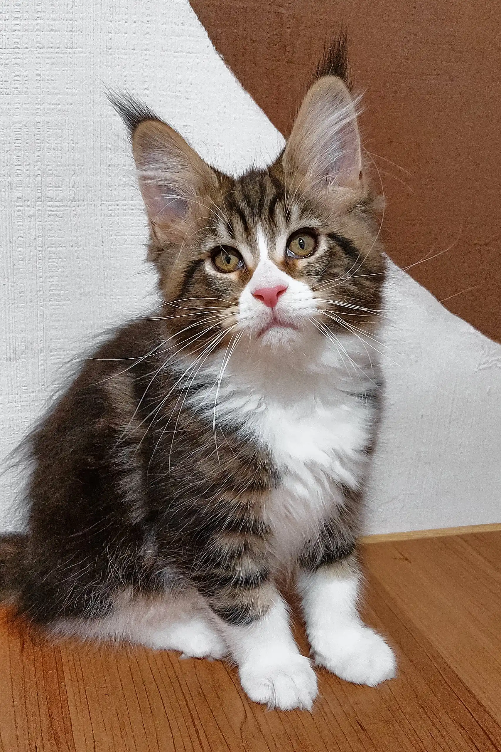 Saymon | Maine Coon Kitten - Image 3