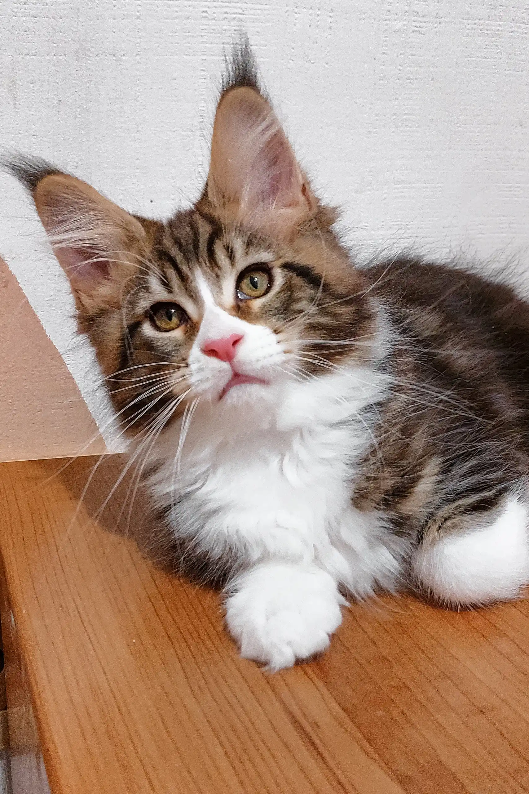 Saymon | Maine Coon Kitten - Image 5