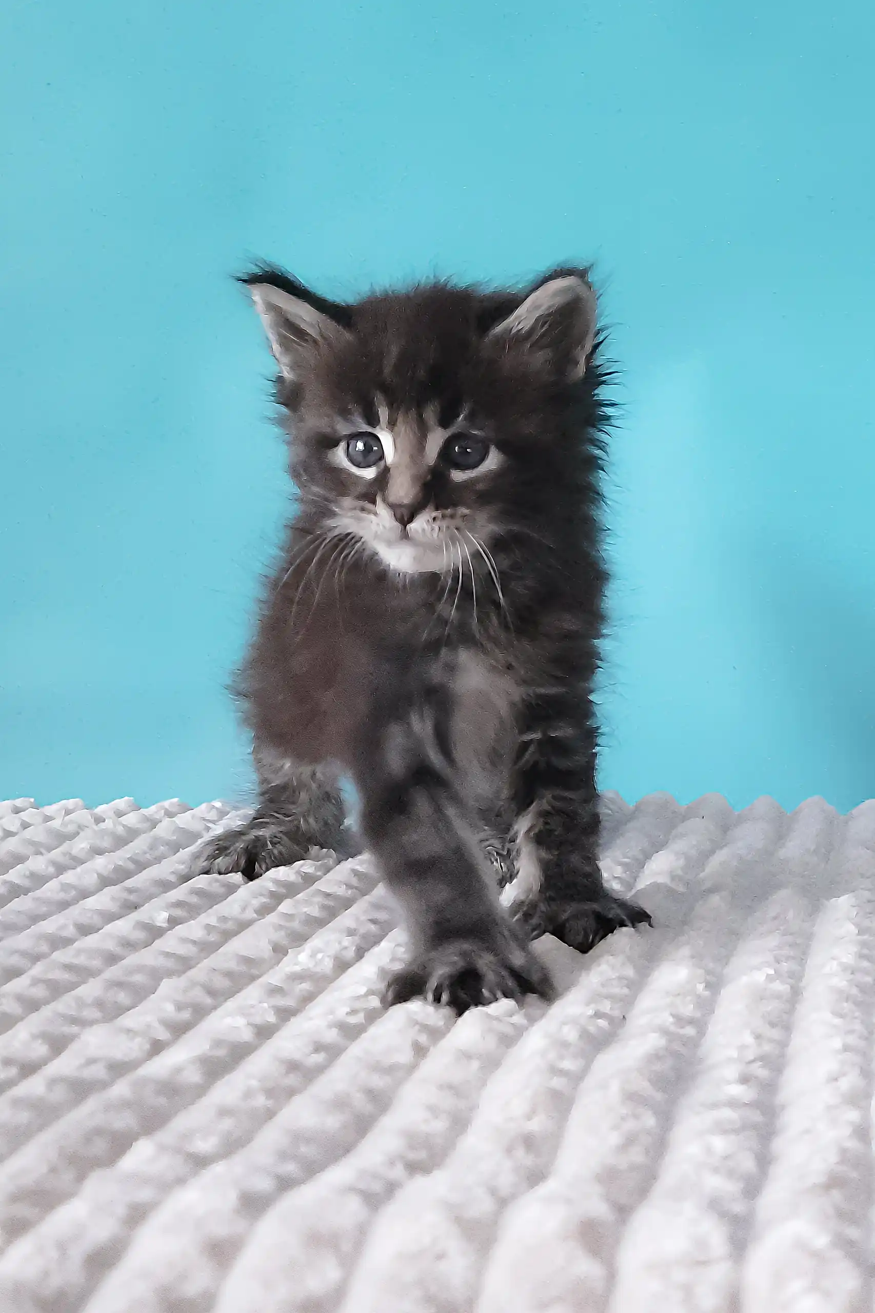 Silvestre  | Maine Coon Kitten - Image 4