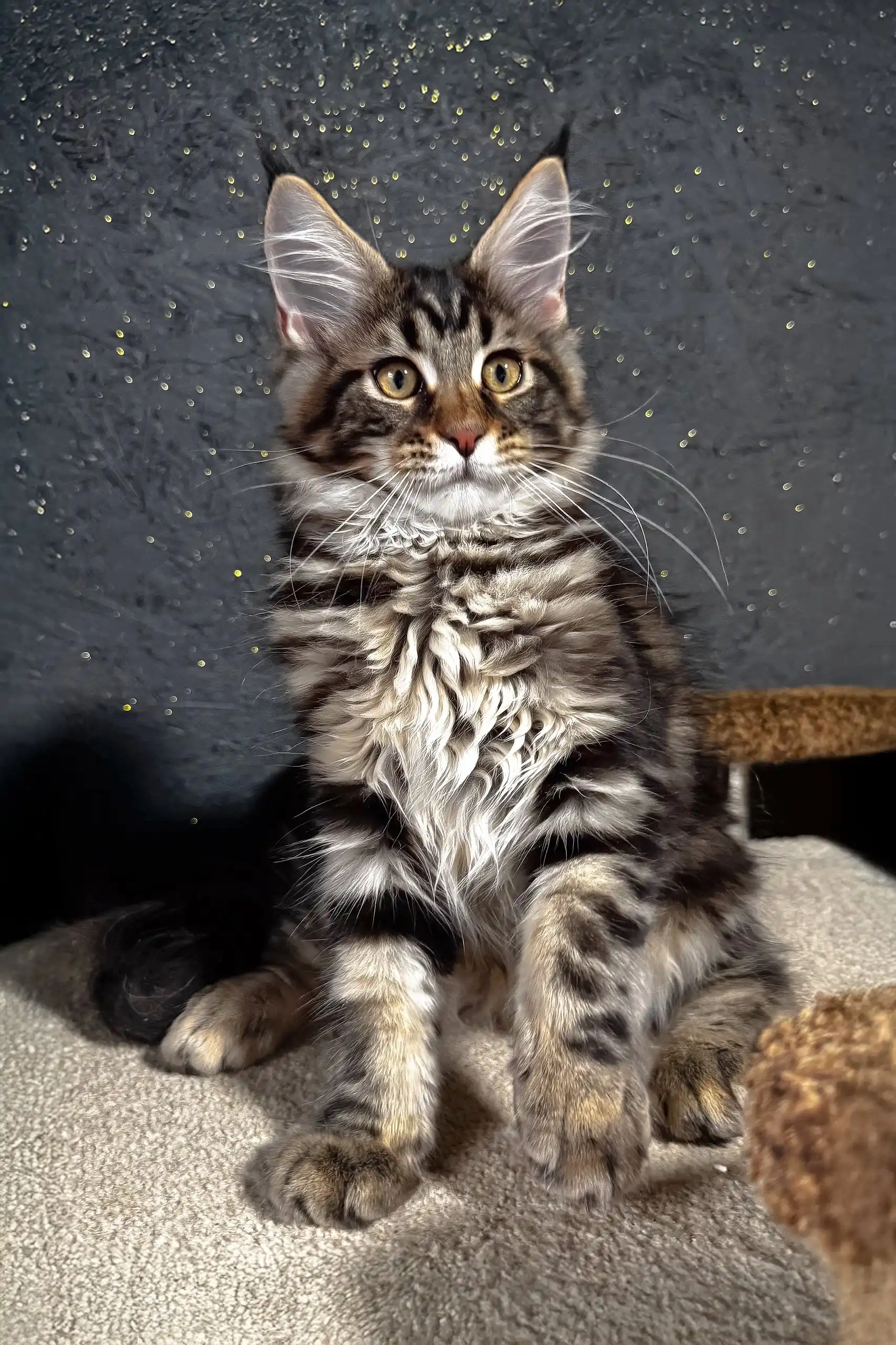 Solomon | Maine Coon Kitten - Image 4
