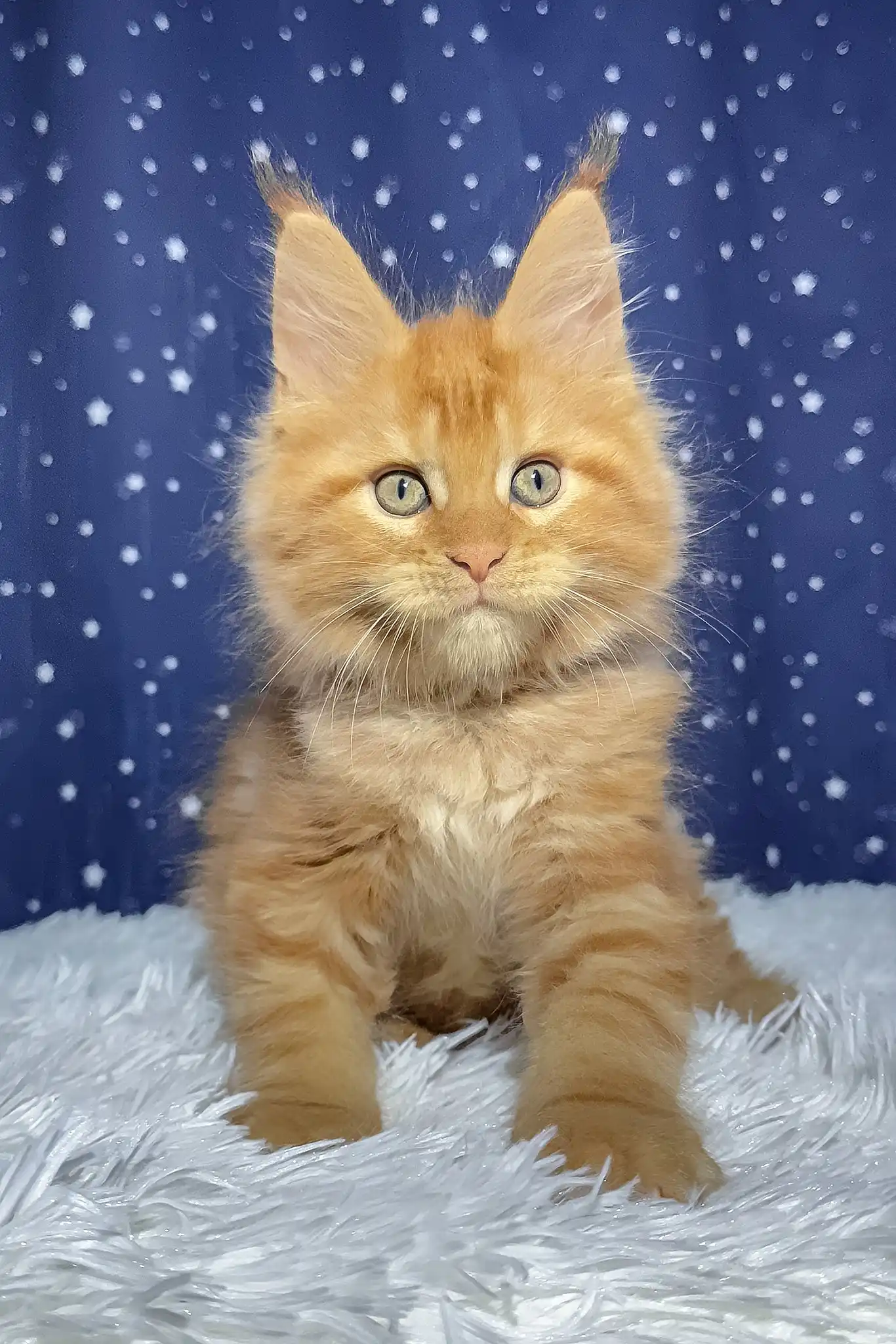 Steve | Maine Coon Kitten - Image 4
