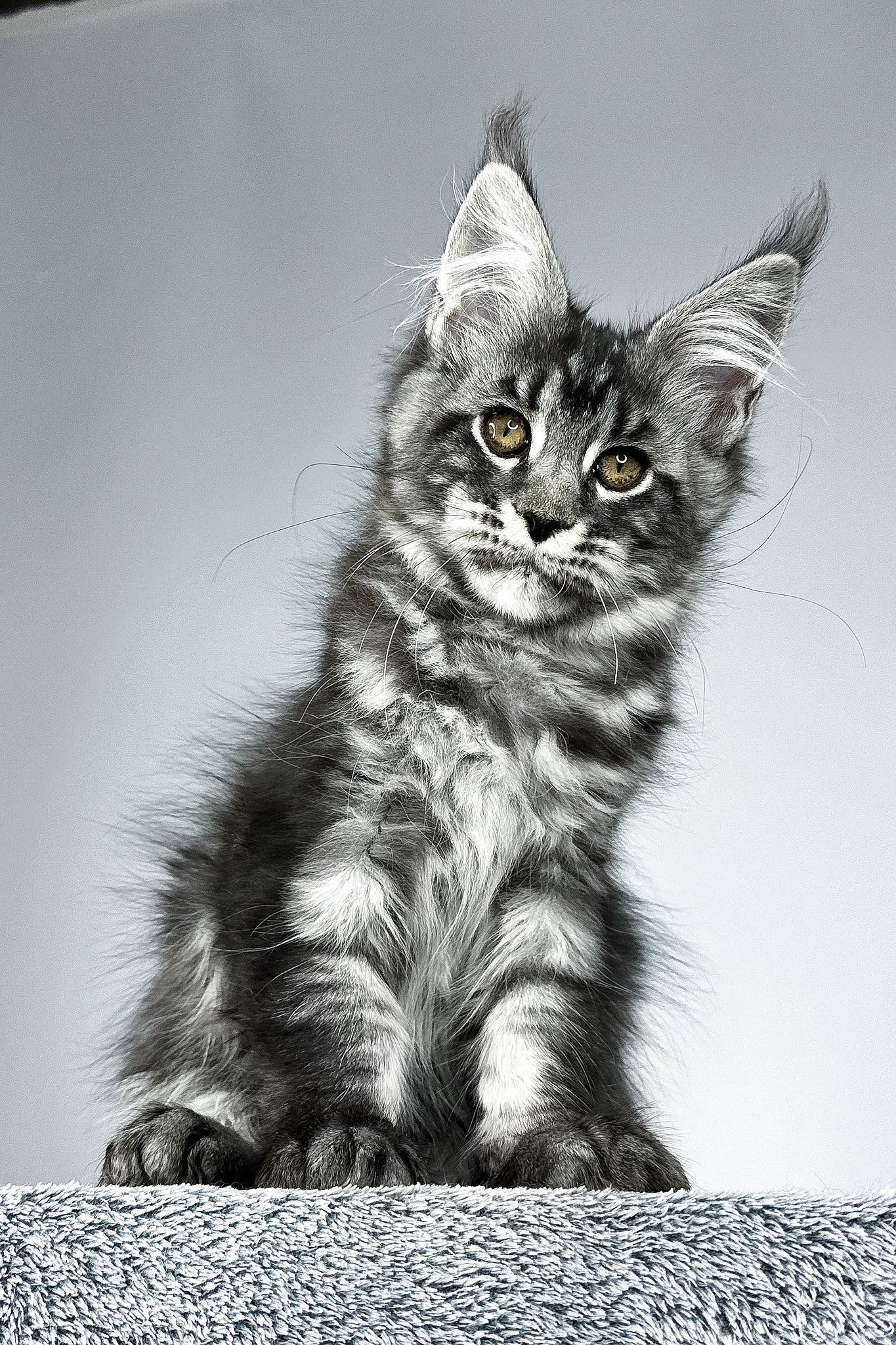 Storm | Maine Coon Kitten - Image 8