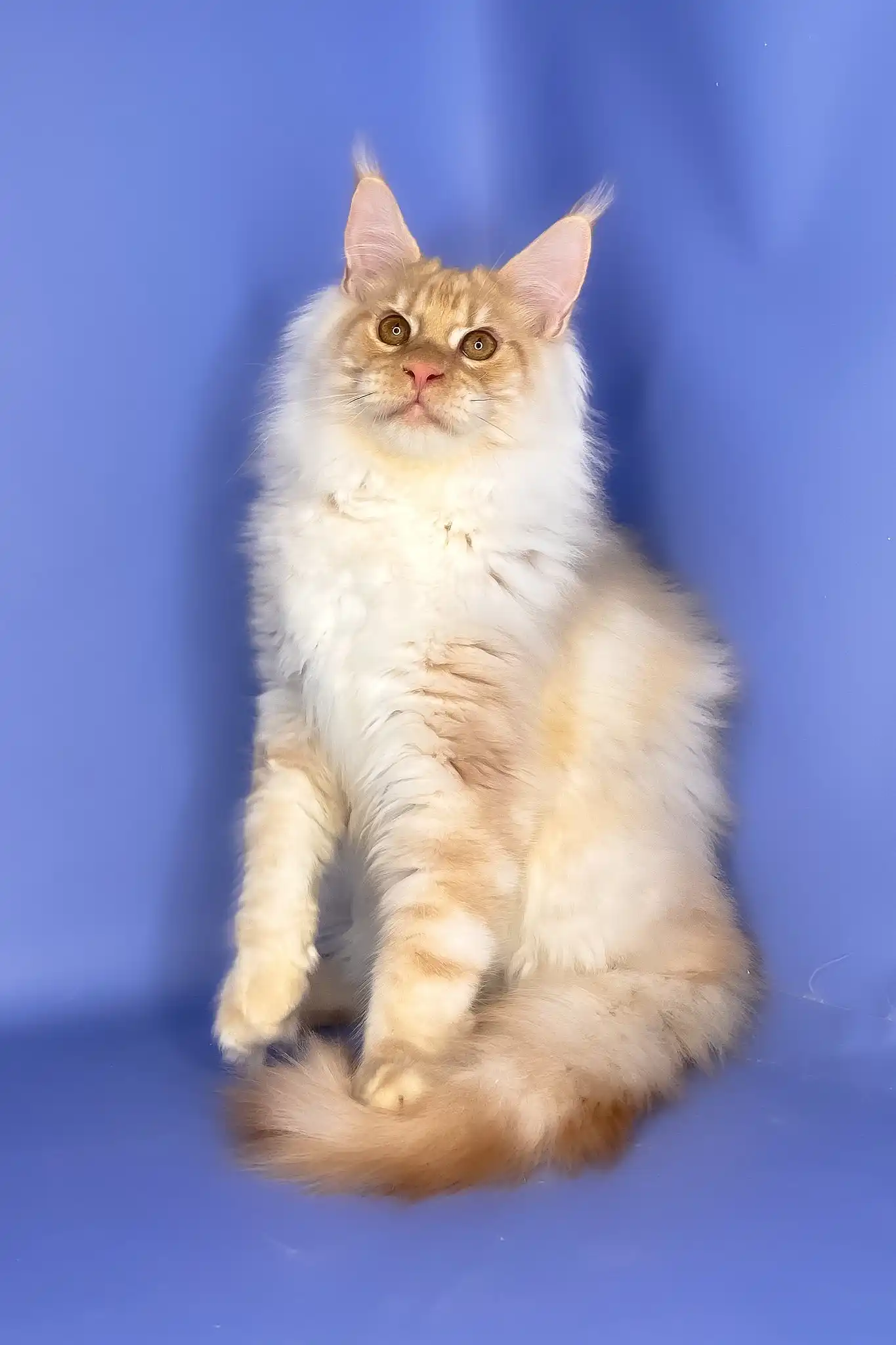 Tanos | Maine Coon Kitten - Image 4