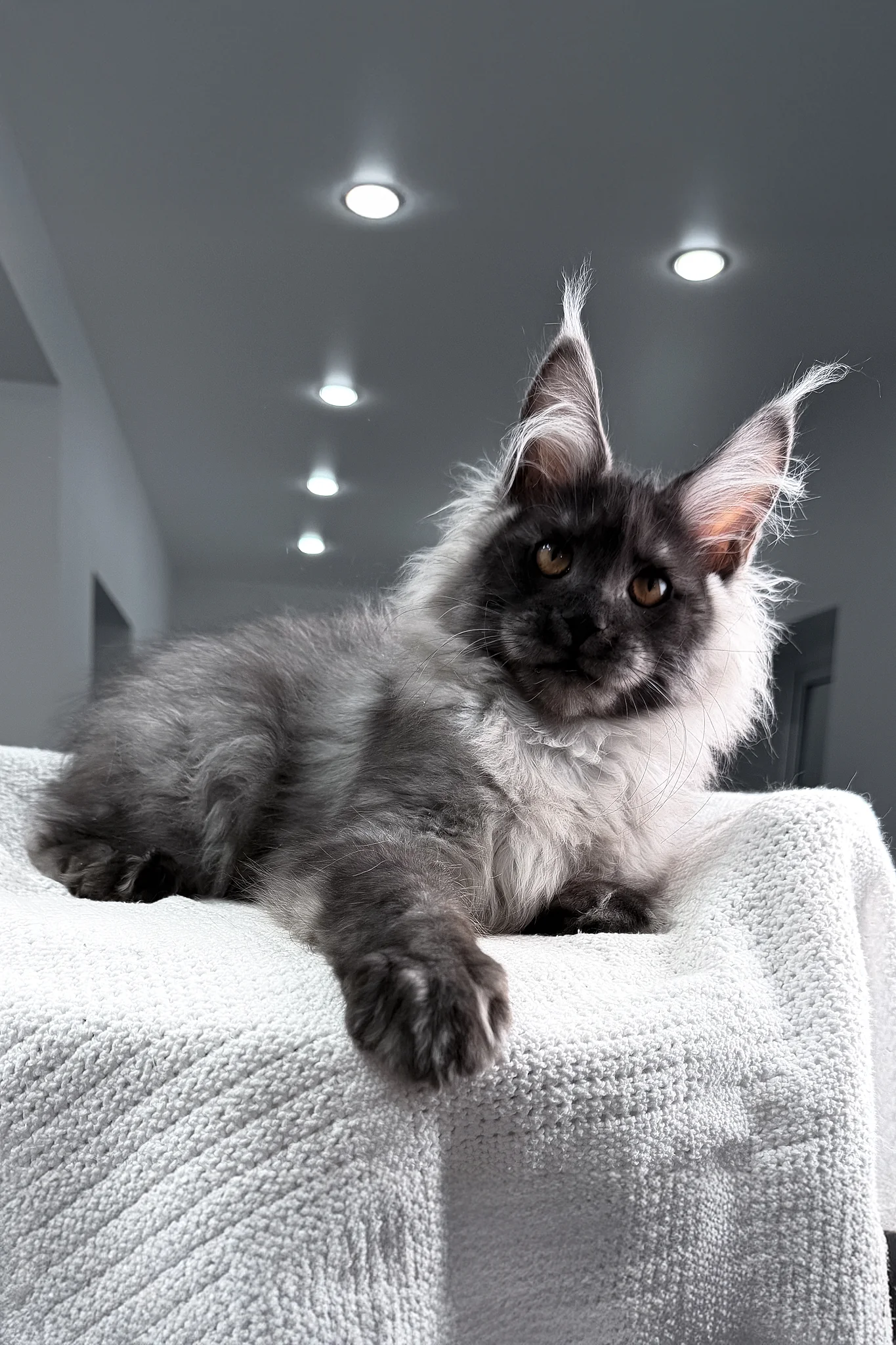 Teaser | Maine Coon Kitten - Image 5