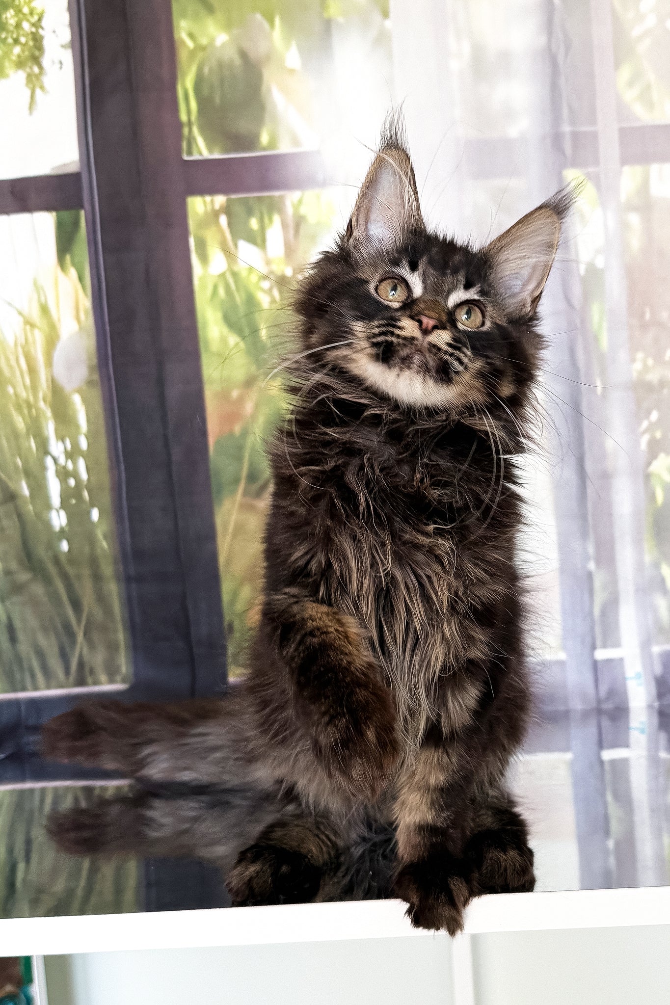 Tenebris | Maine Coon Kitten - Image 5