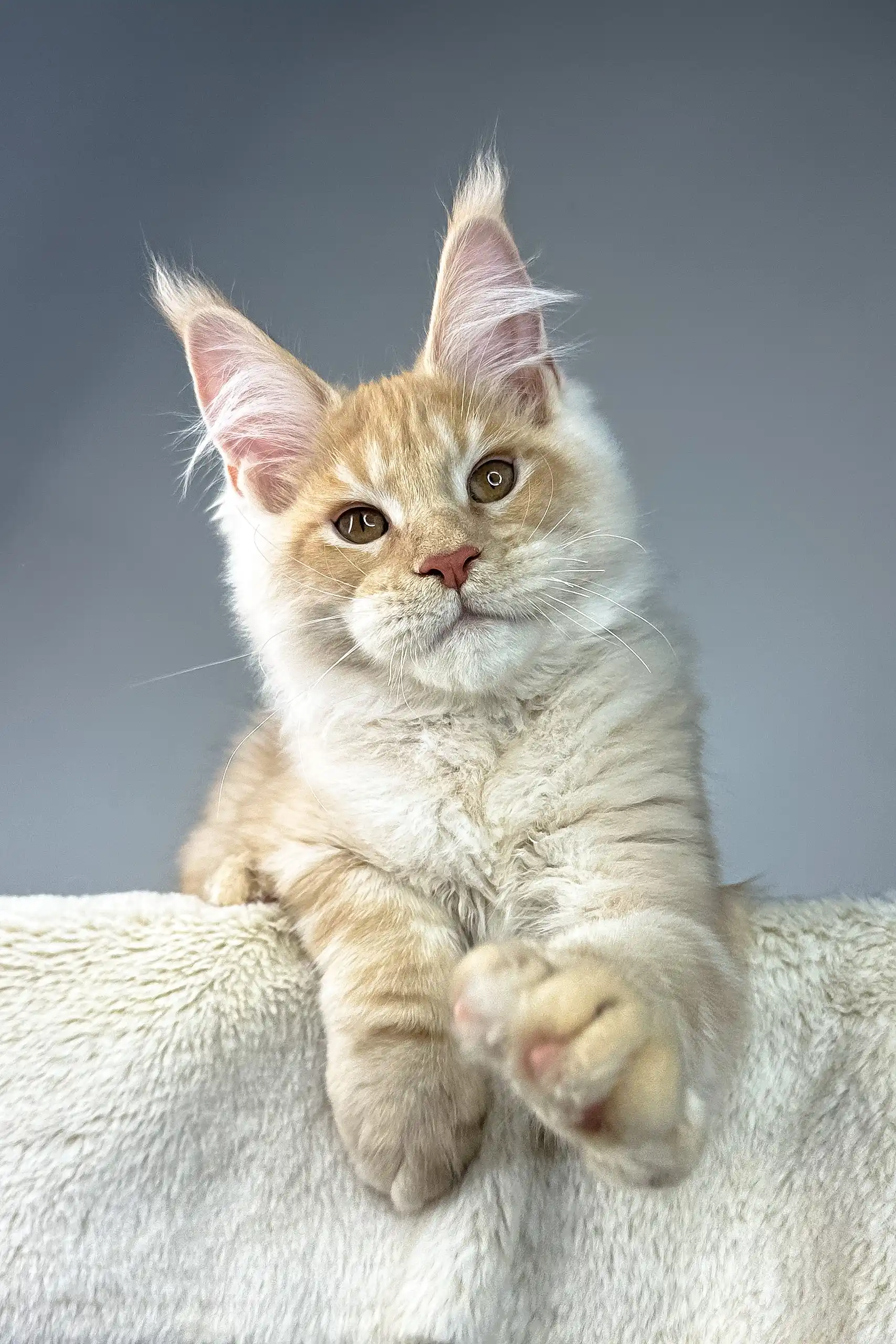 Theo | Maine Coon Kitten - Image 2