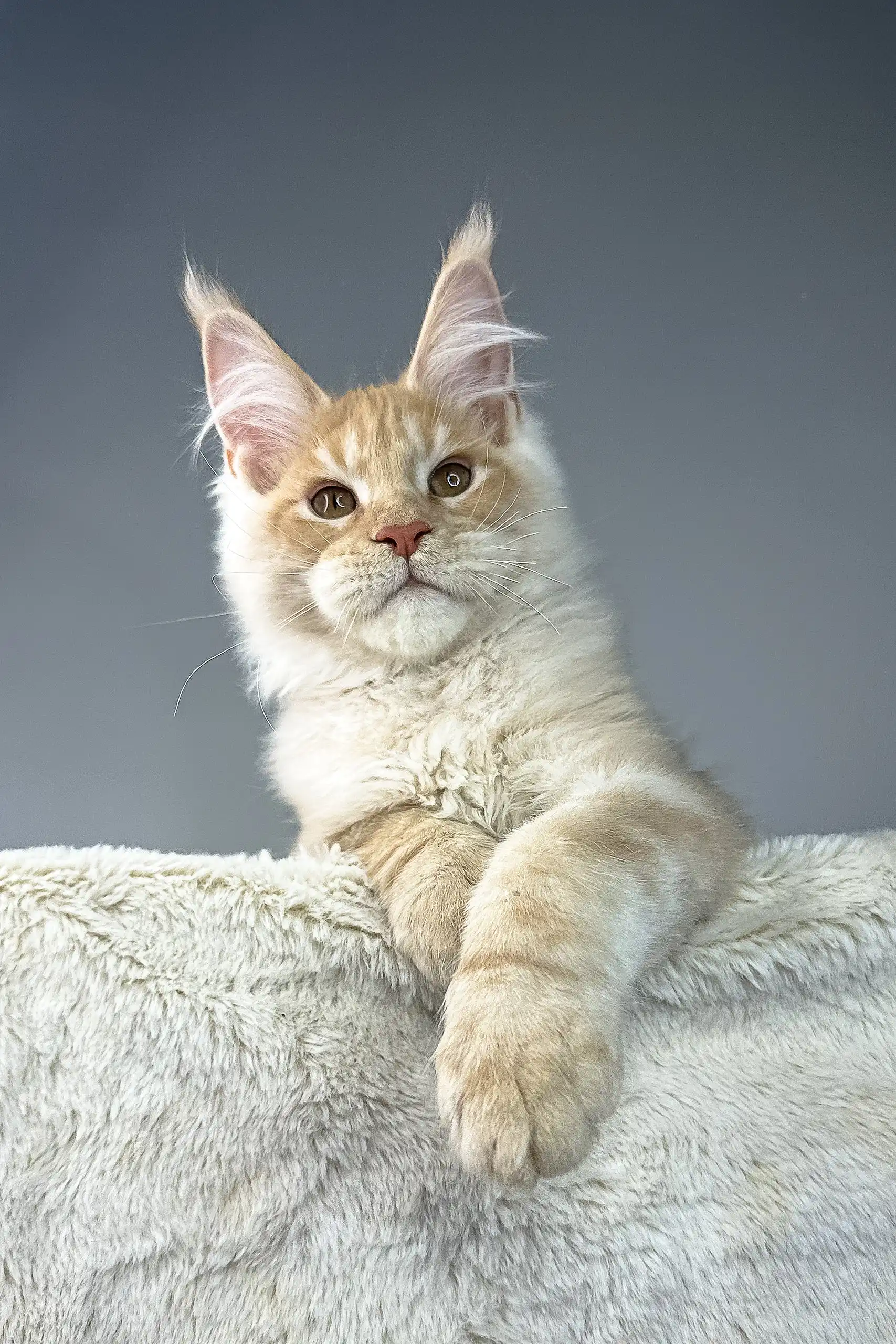 Theo | Maine Coon Kitten - Image 3