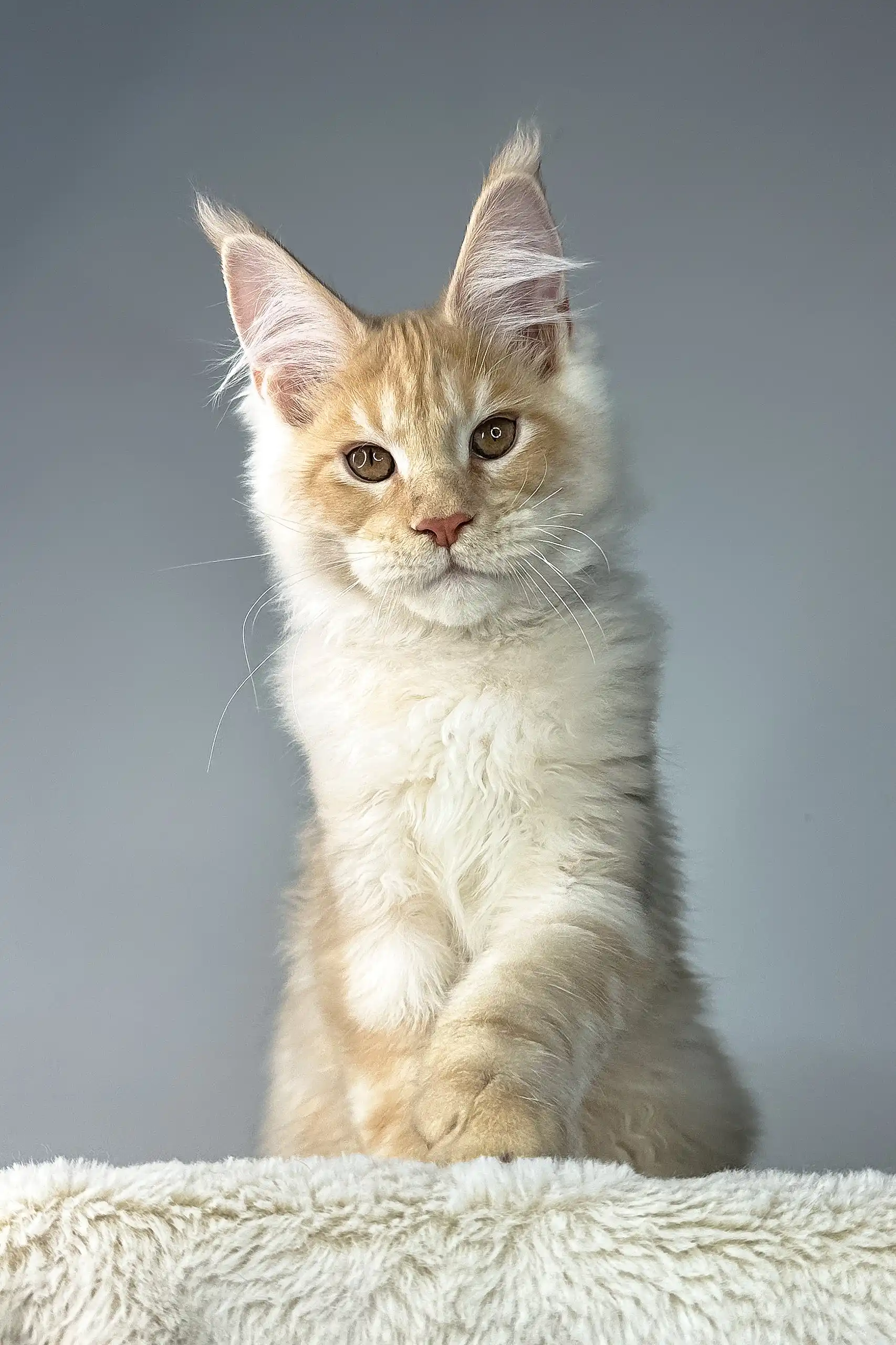 Theo | Maine Coon Kitten - Image 5