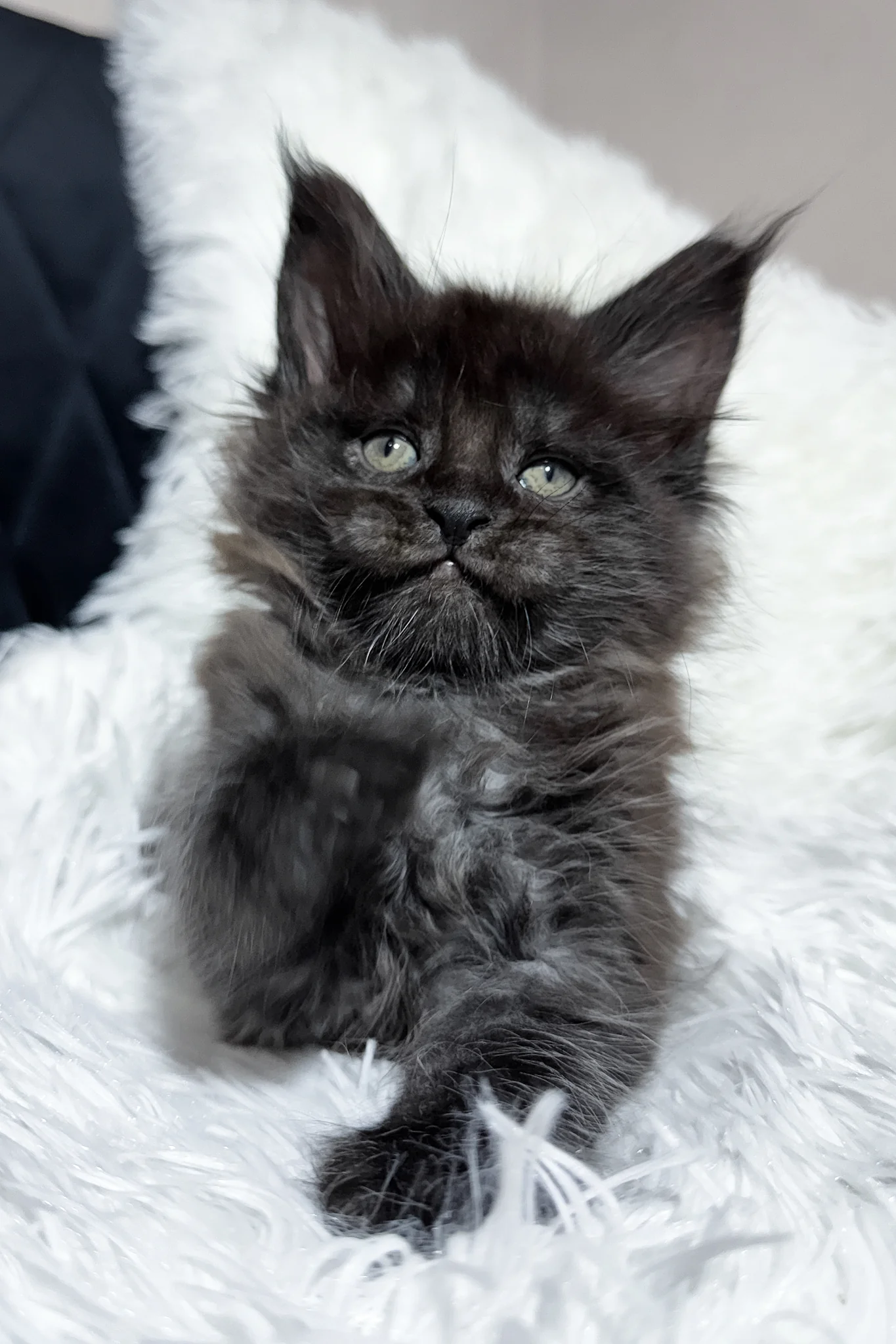 Thorin | Maine Coon Kitten - Image 6