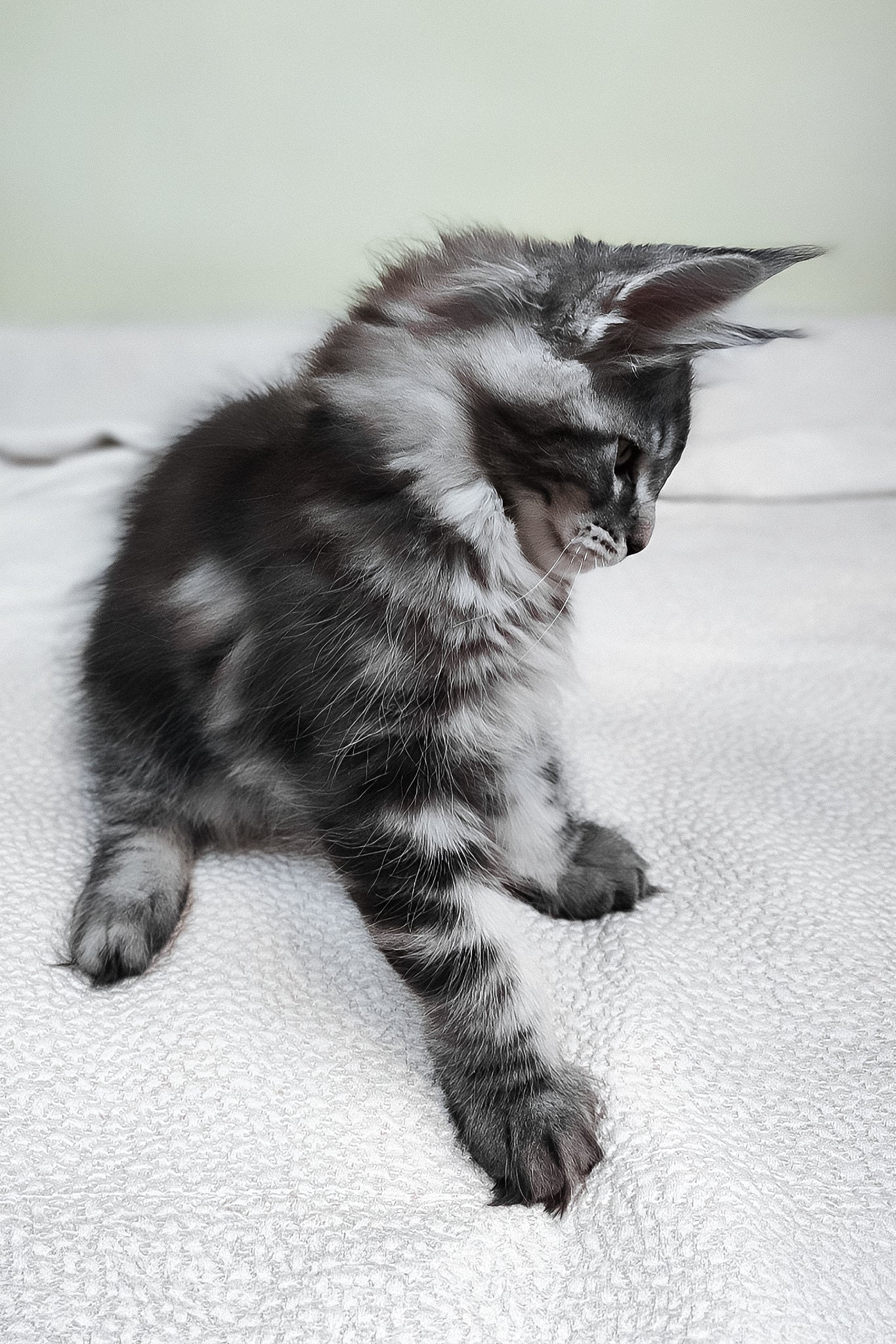 Tiger | Maine Coon Kitten - Image 6