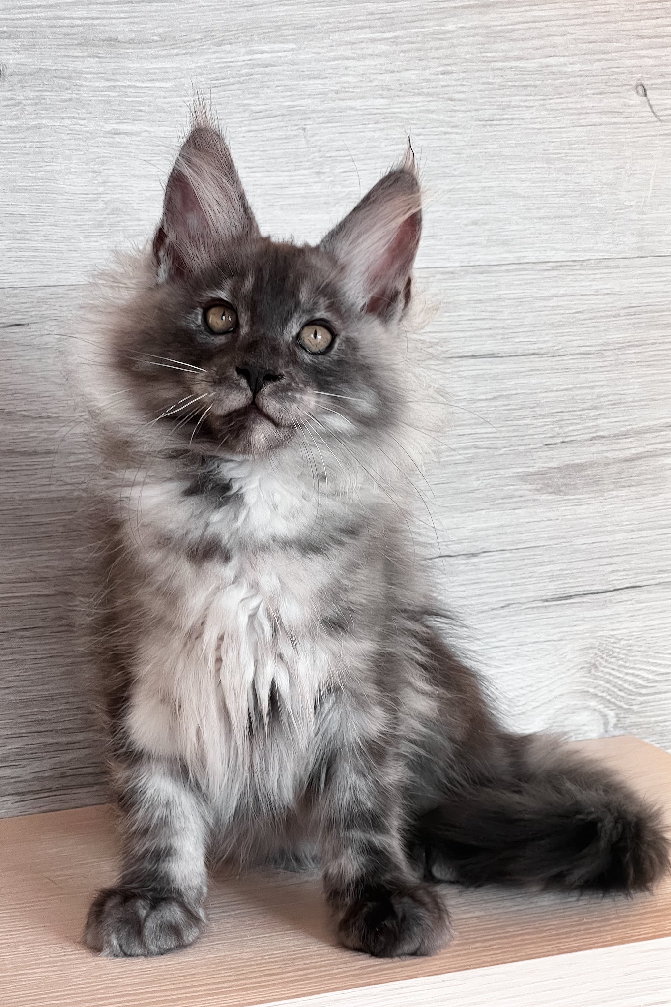 Tim | Maine Coon Kitten - Image 5