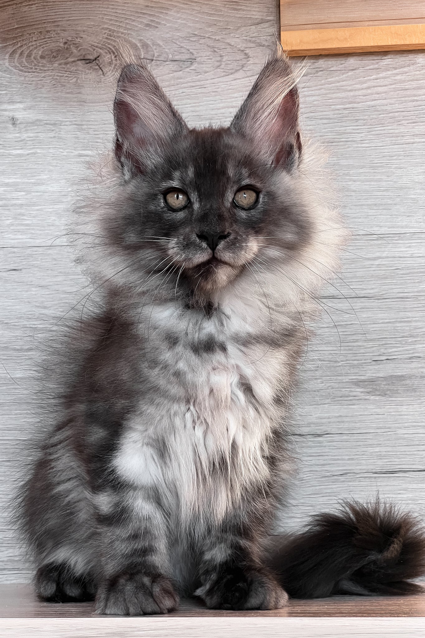 Tim | Maine Coon Kitten - Image 9