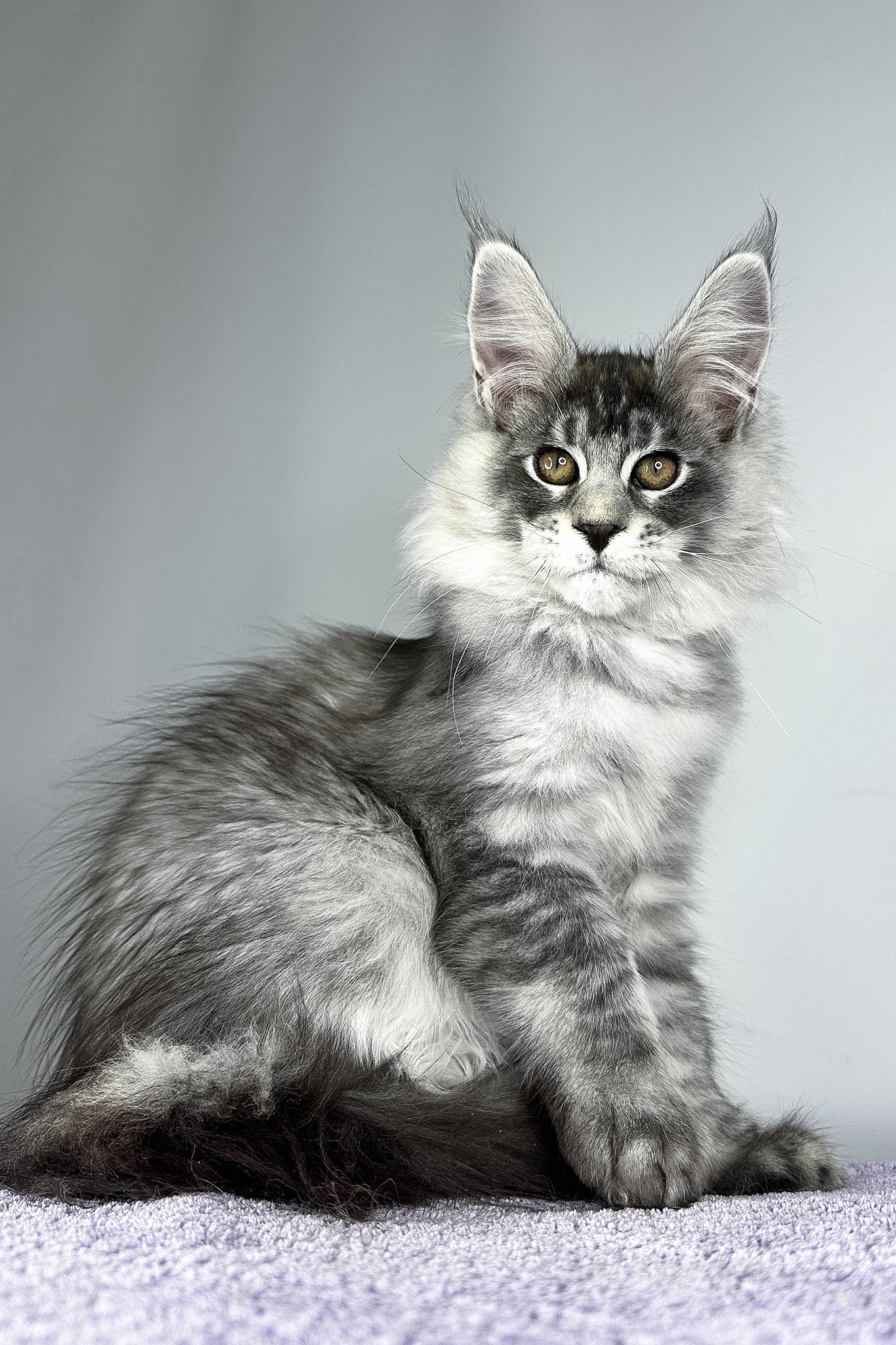 Tobias | Maine Coon Kitten - Image 3