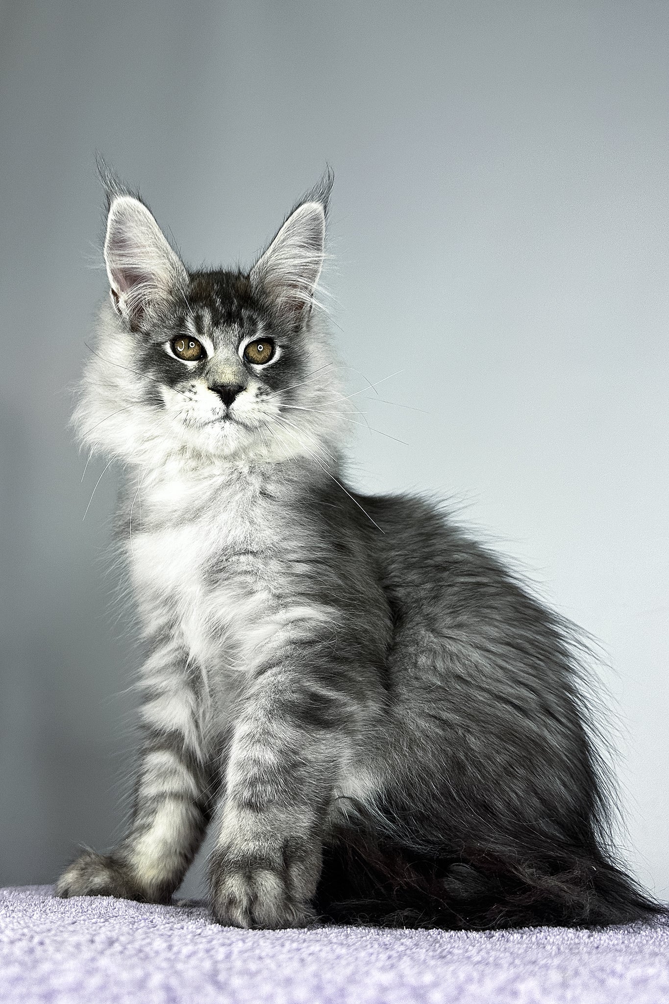 Tobias | Maine Coon Kitten - Image 9