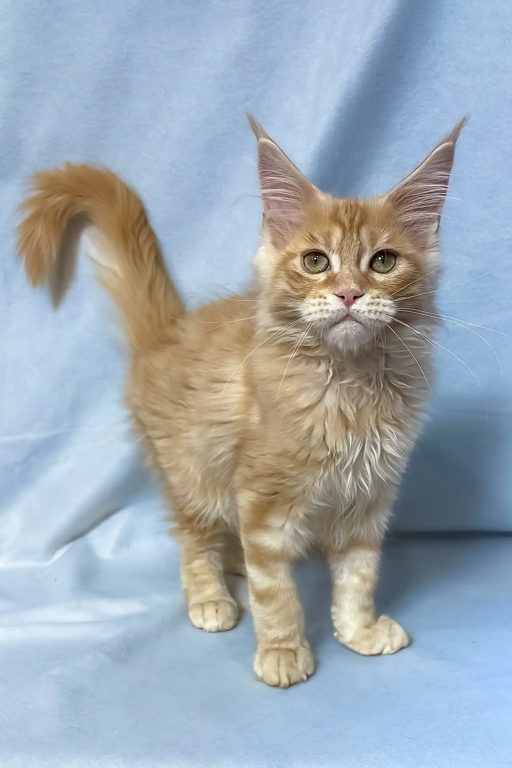 Tomas | Maine Coon Kitten