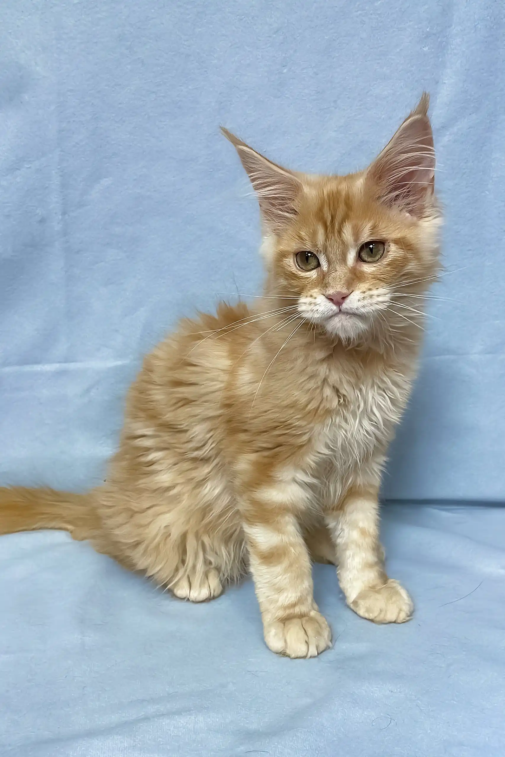 Tomas | Maine Coon Kitten - Image 13