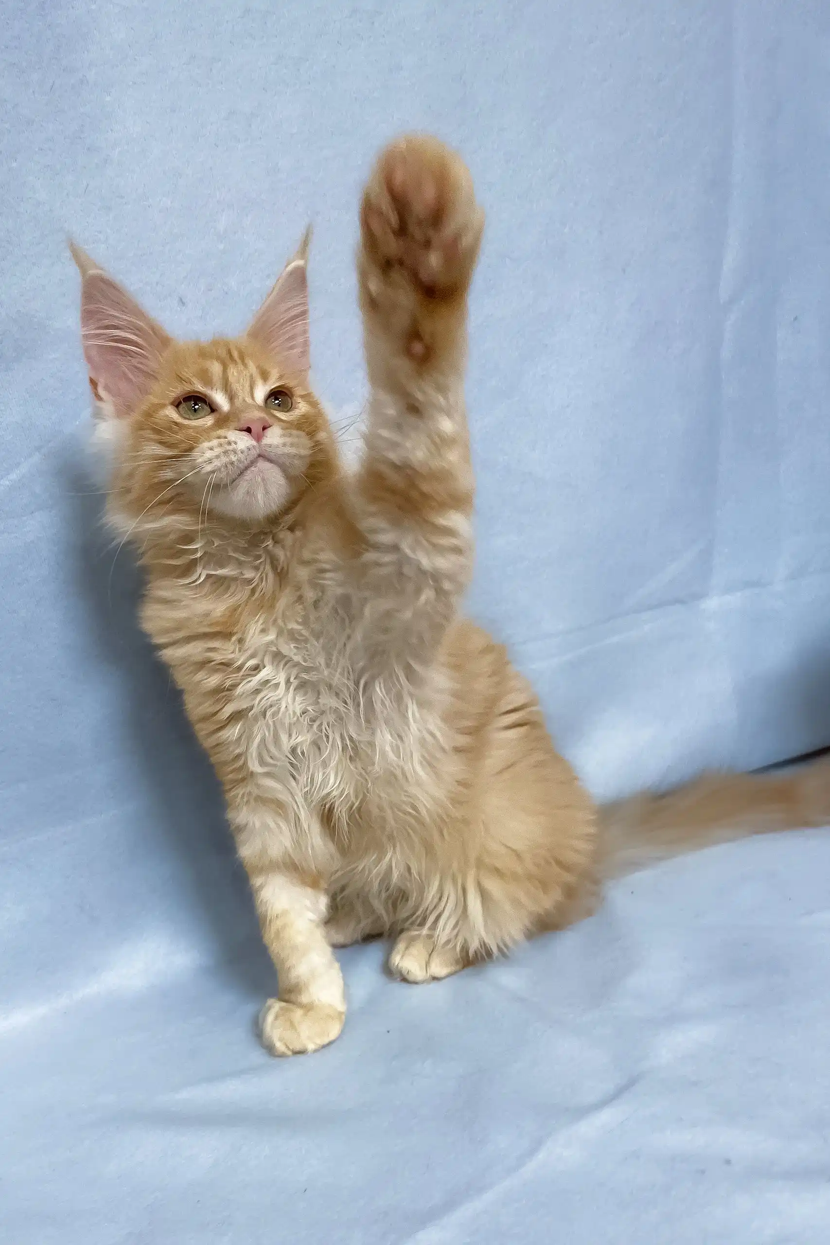 Tomas | Maine Coon Kitten - Image 14