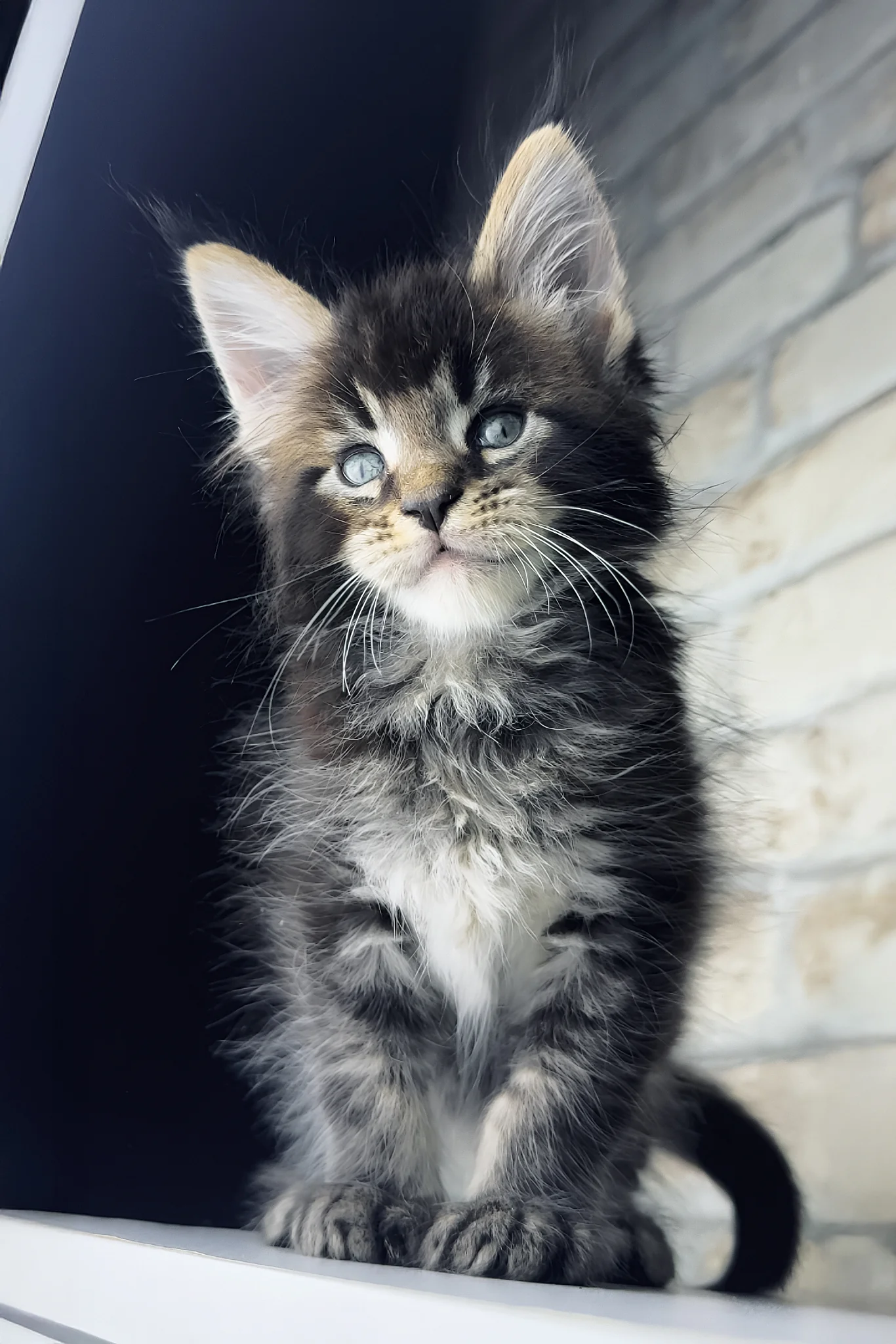 Tommy | Maine Coon Kitten - Image 7