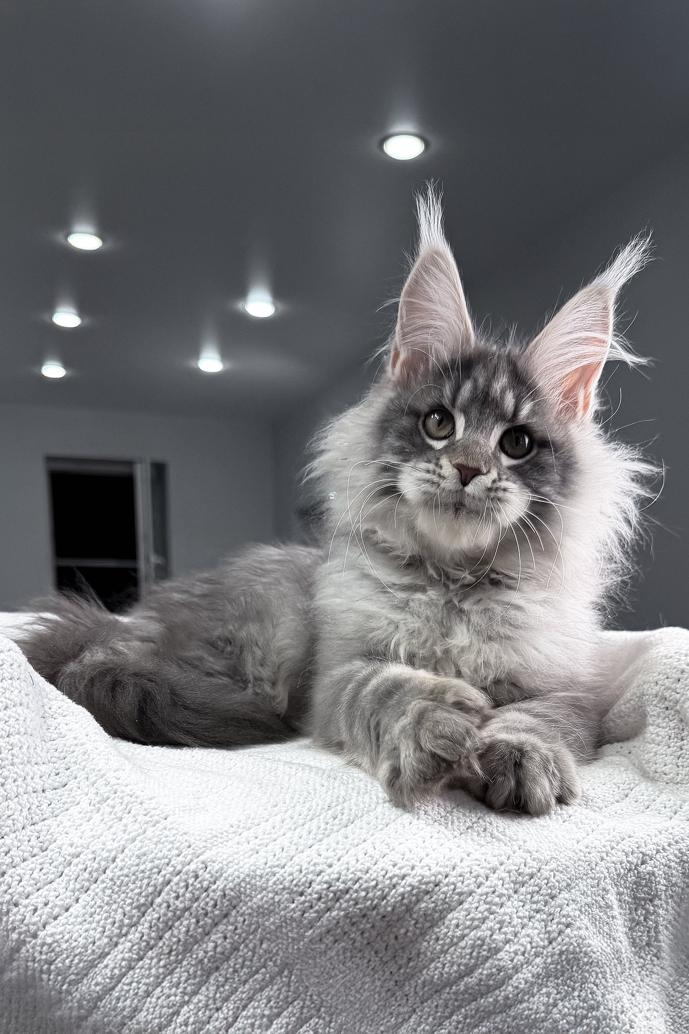 Top | Maine Coon Kitten - Image 10
