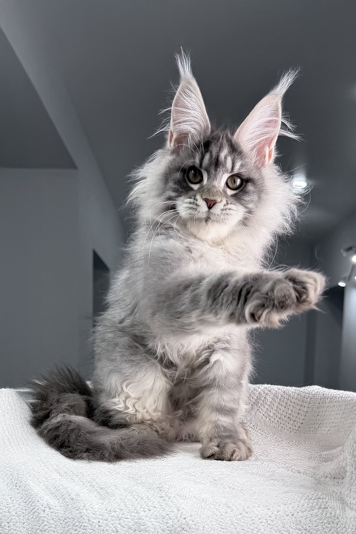 Top | Maine Coon Kitten - Image 5