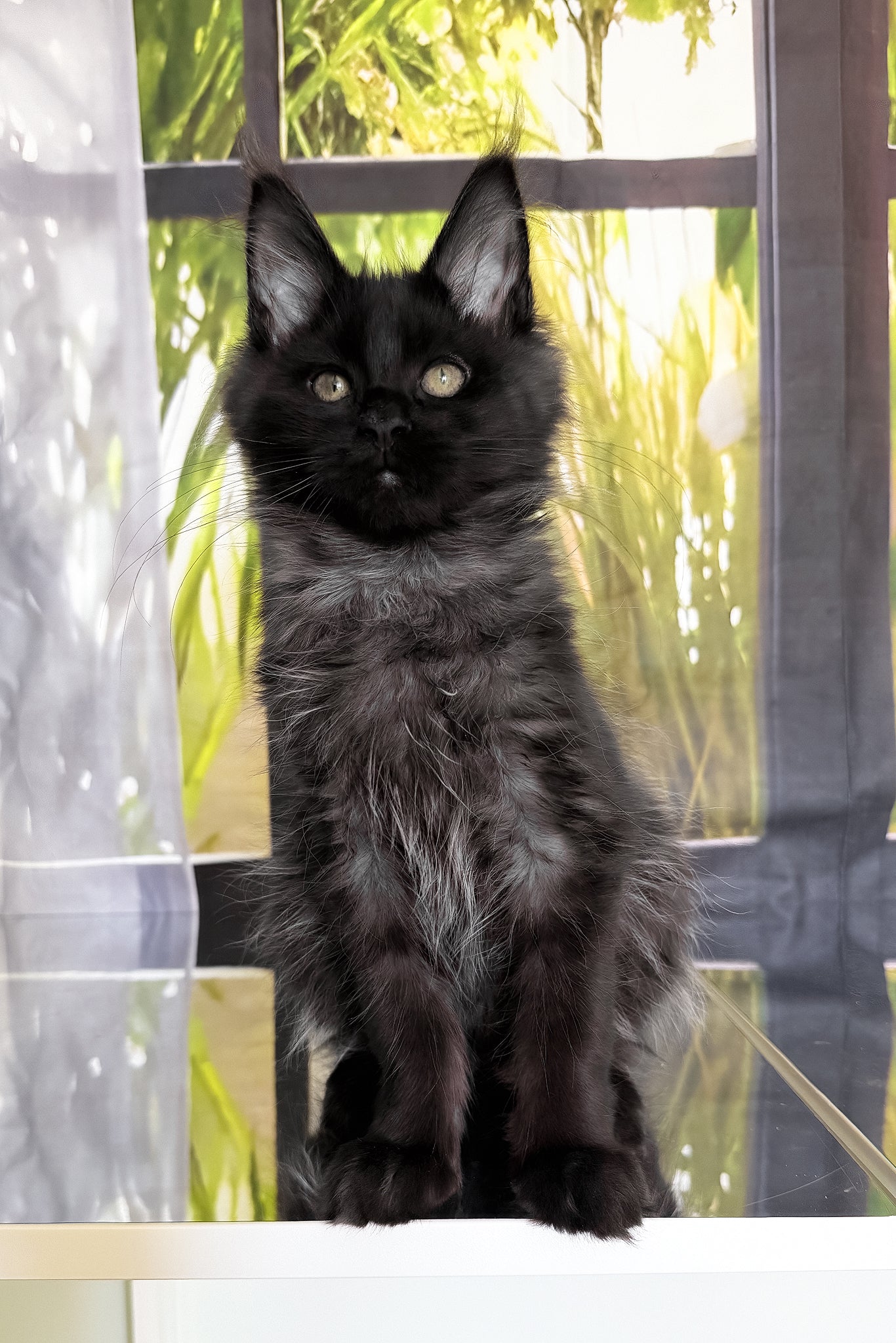Kittens in New Brunswick, Canada