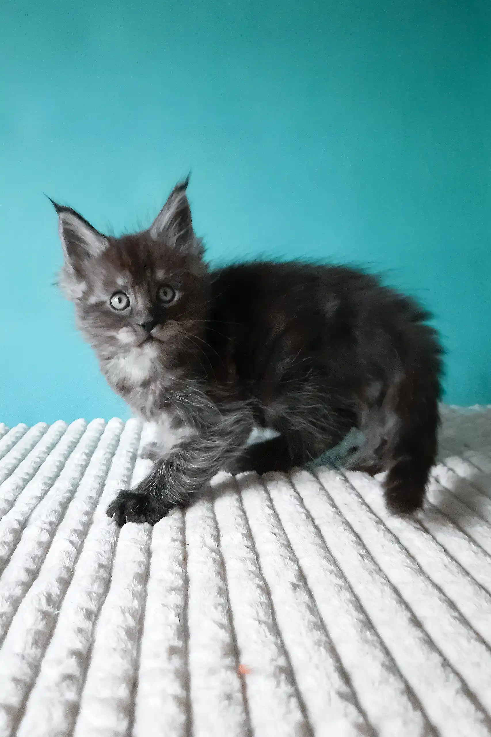 Touareg | Maine Coon Kitten - Image 10