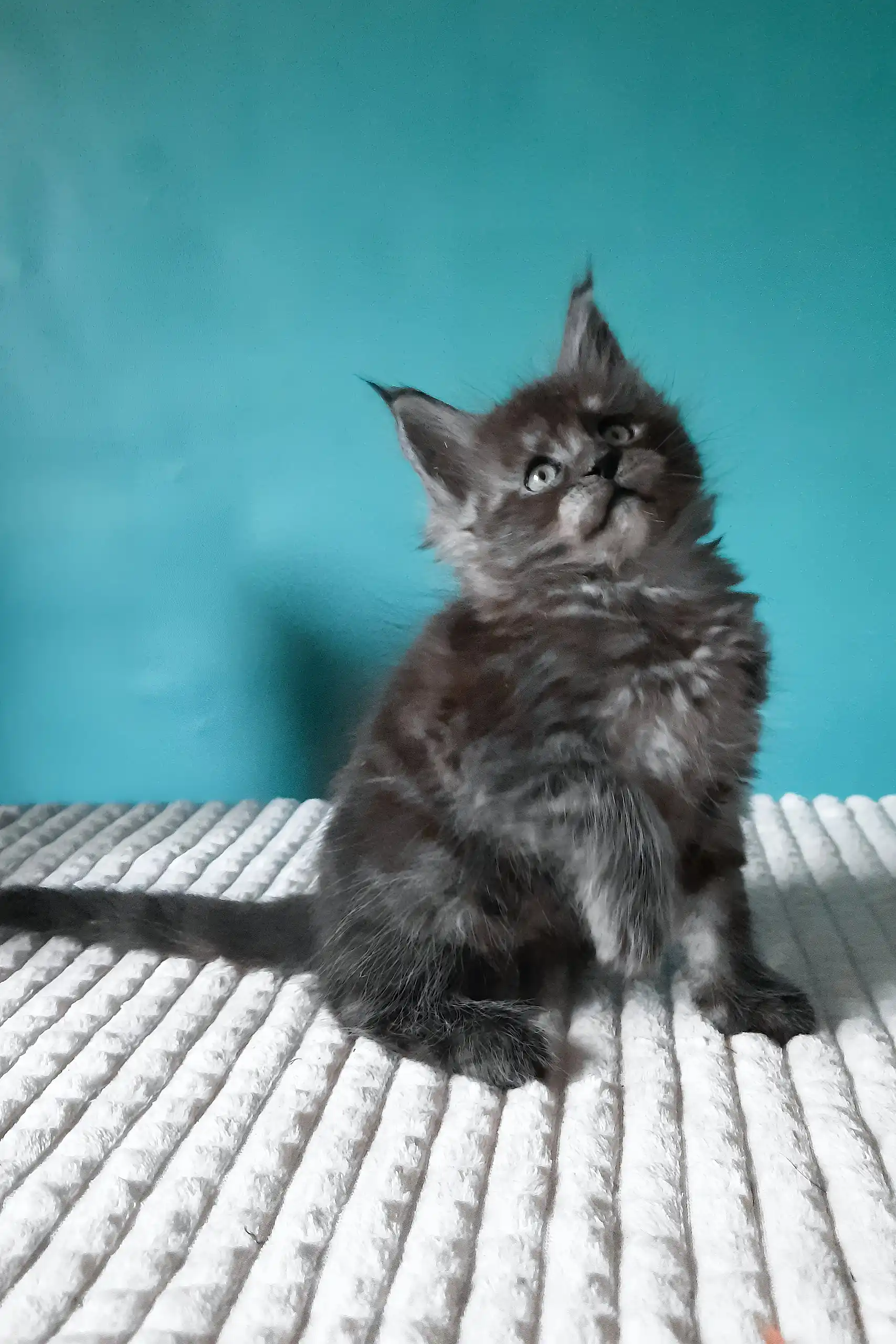 Touareg | Maine Coon Kitten - Image 8