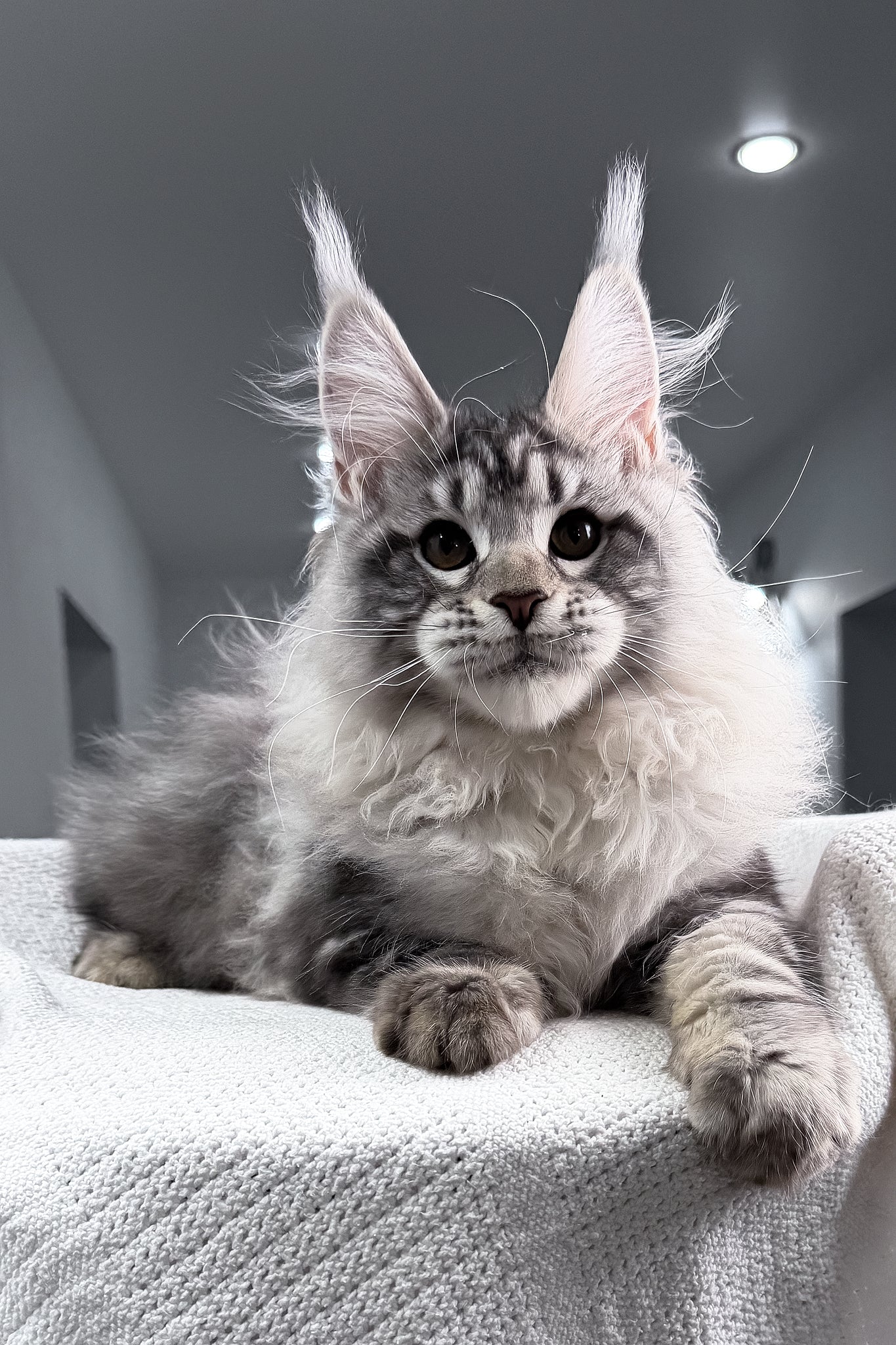 Tristan | Maine Coon Kitten - Image 10