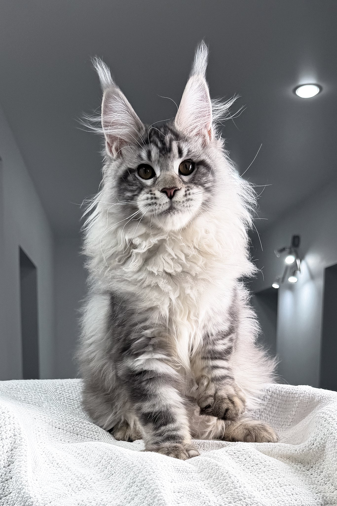 Tristan | Maine Coon Kitten - Image 6