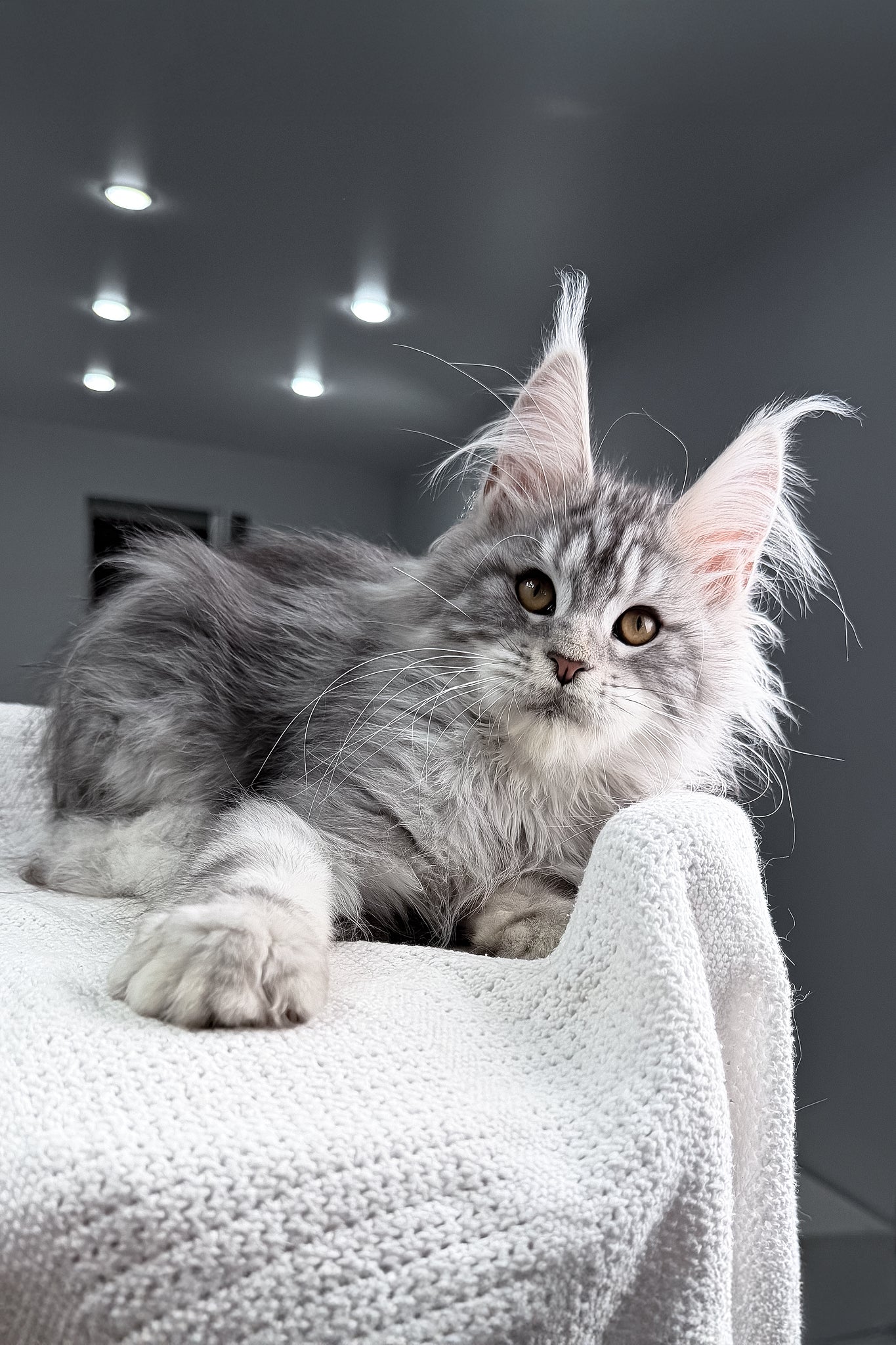 Tulus | Maine Coon Kitten - Image 11