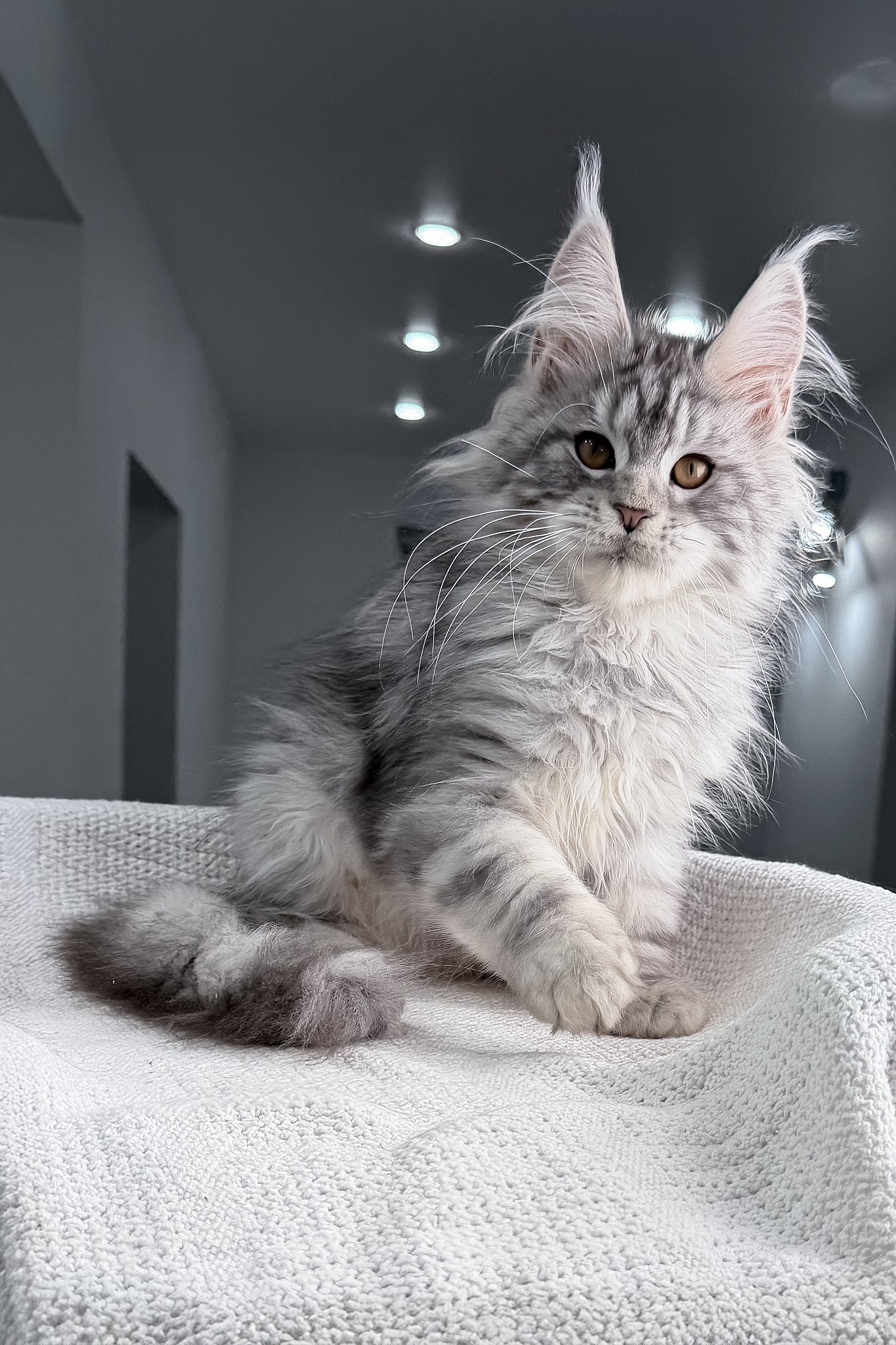 Tulus | Maine Coon Kitten - Image 12