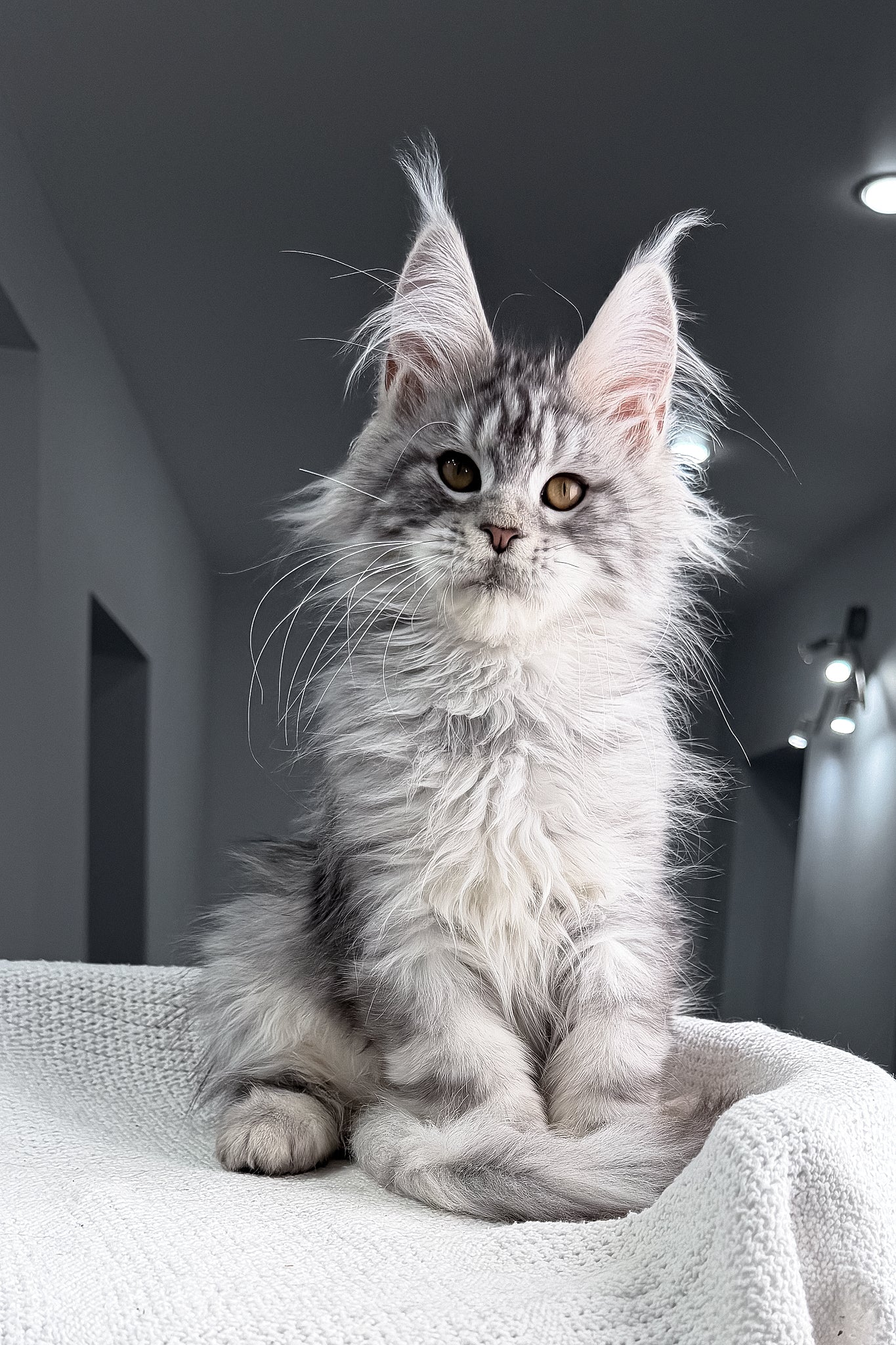Tulus | Maine Coon Kitten - Image 4