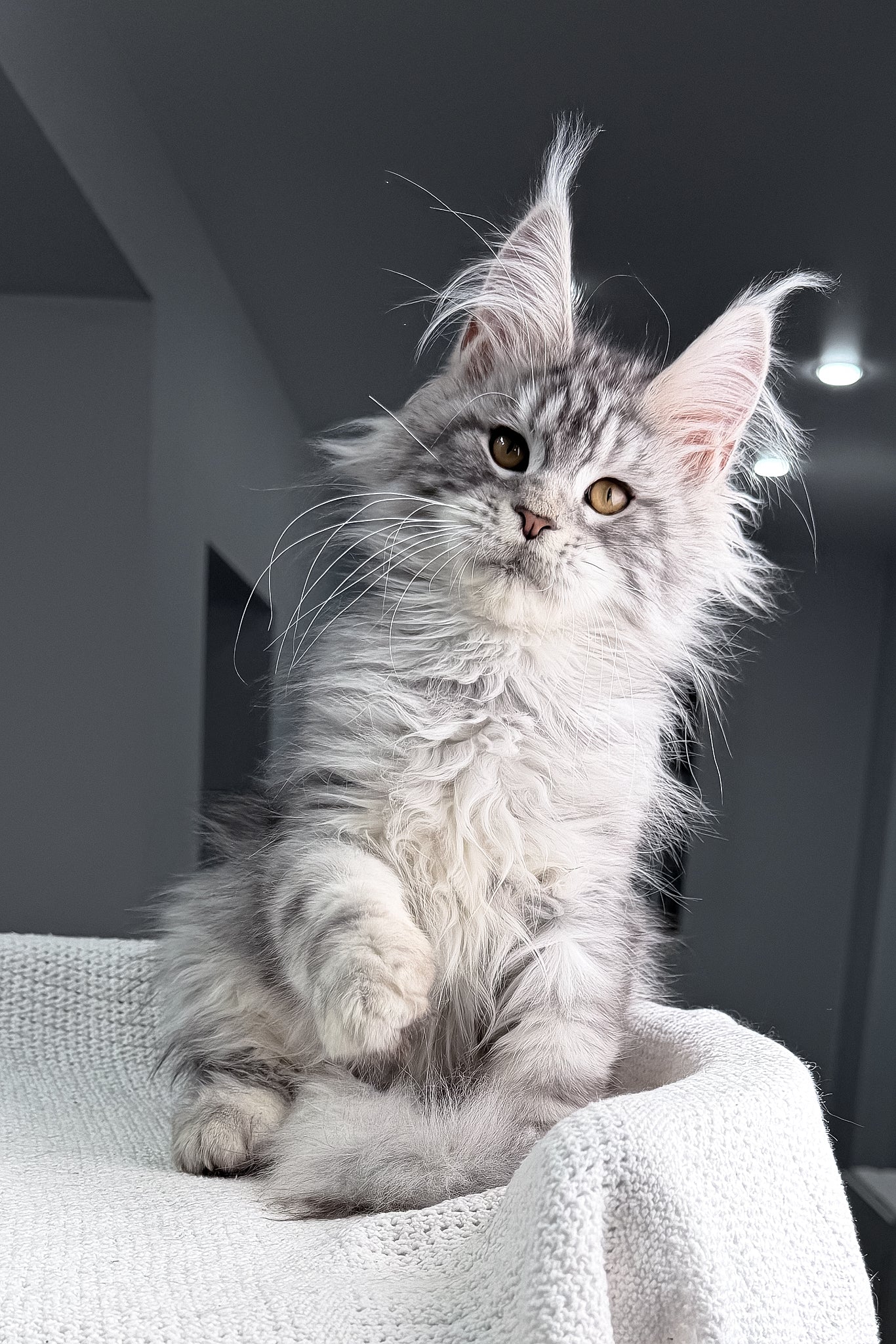 Tulus | Maine Coon Kitten - Image 6