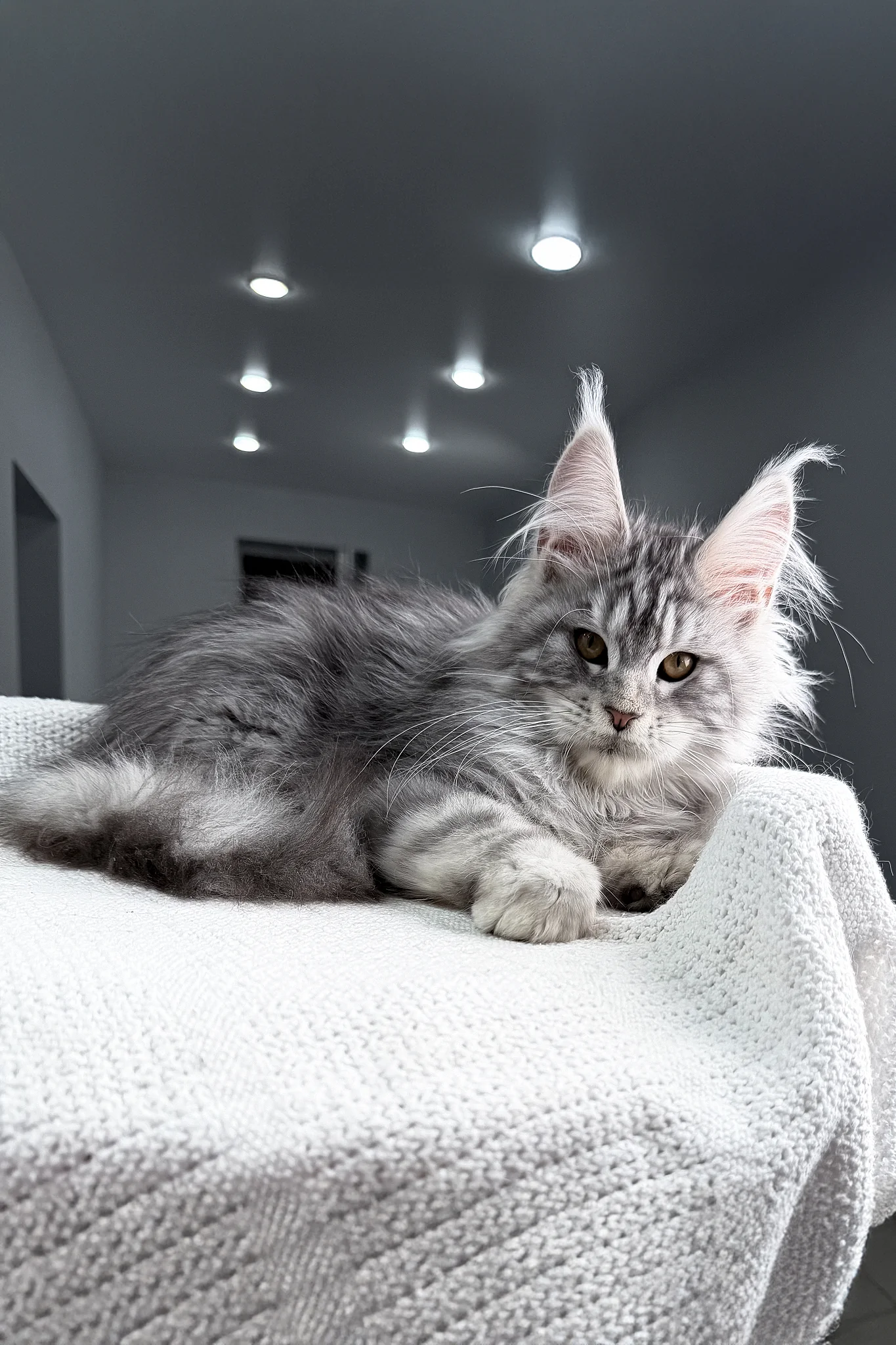 Tulus | Maine Coon Kitten - Image 7
