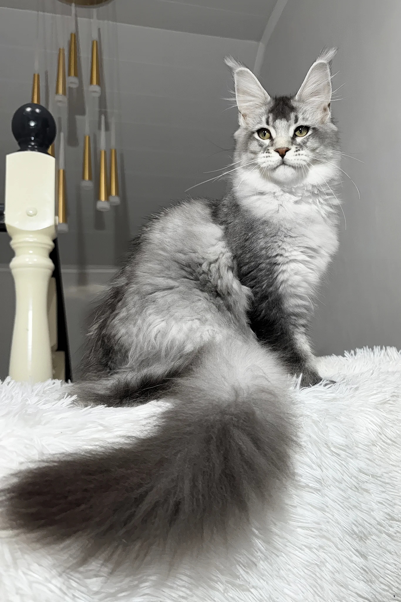 Twix | Maine Coon Kitten