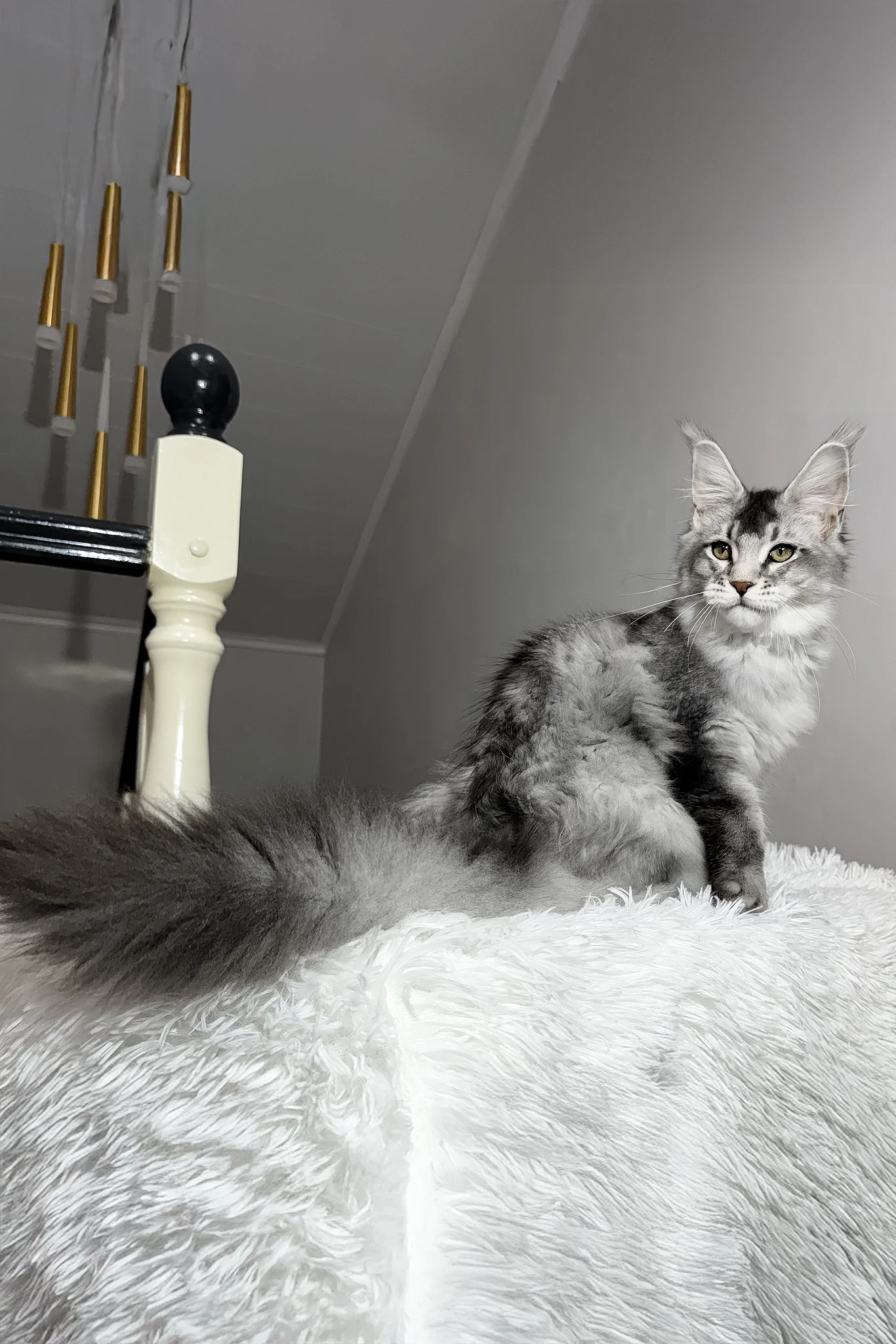 Twix | Maine Coon Kitten - Image 8
